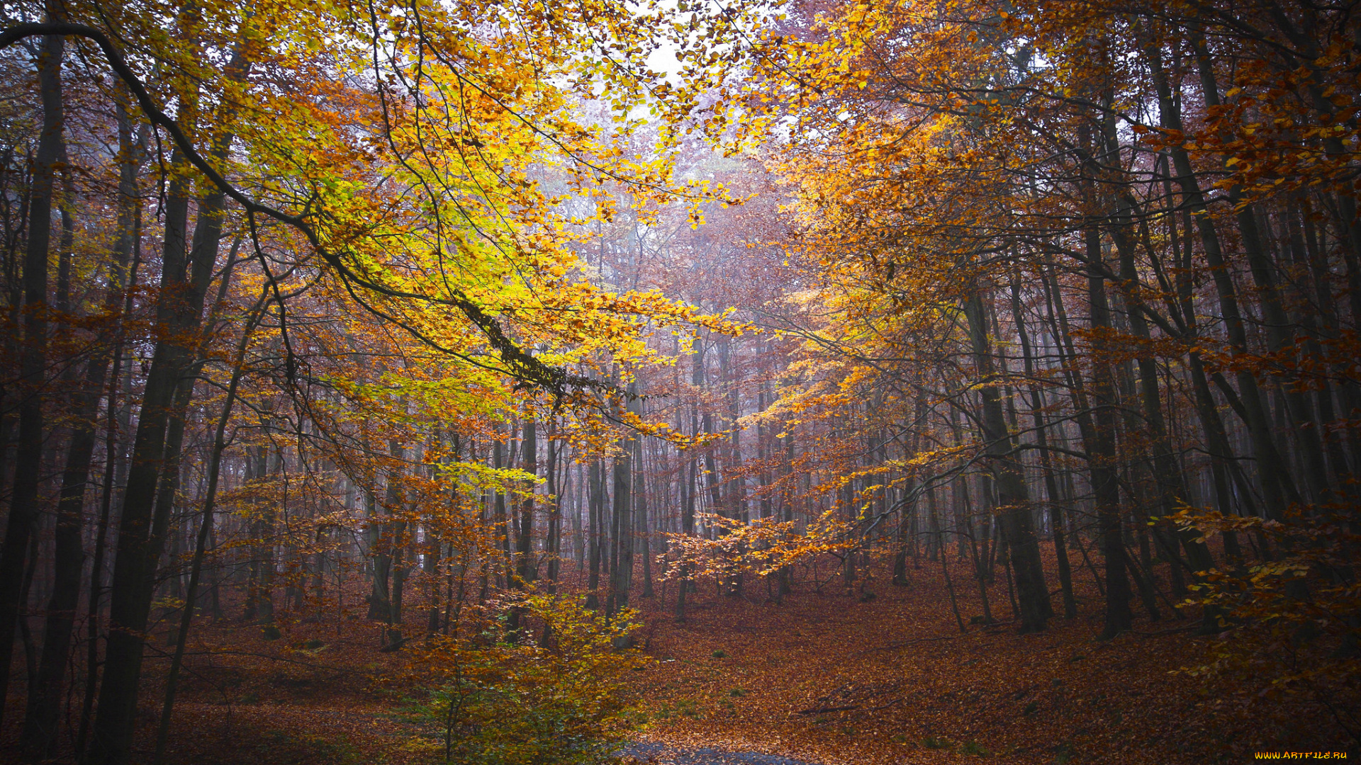 природа, лес, простор