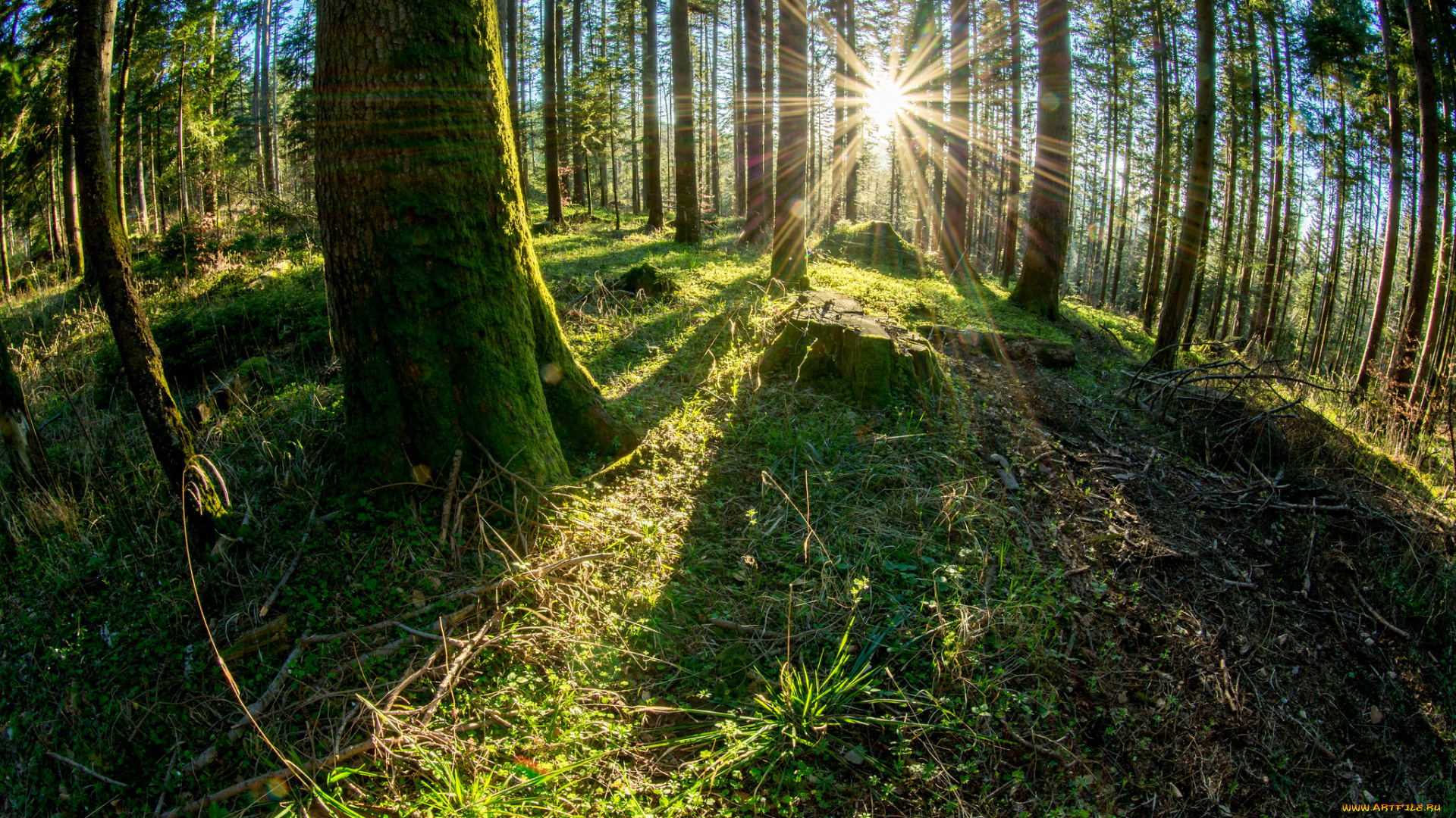 природа, лес, простор