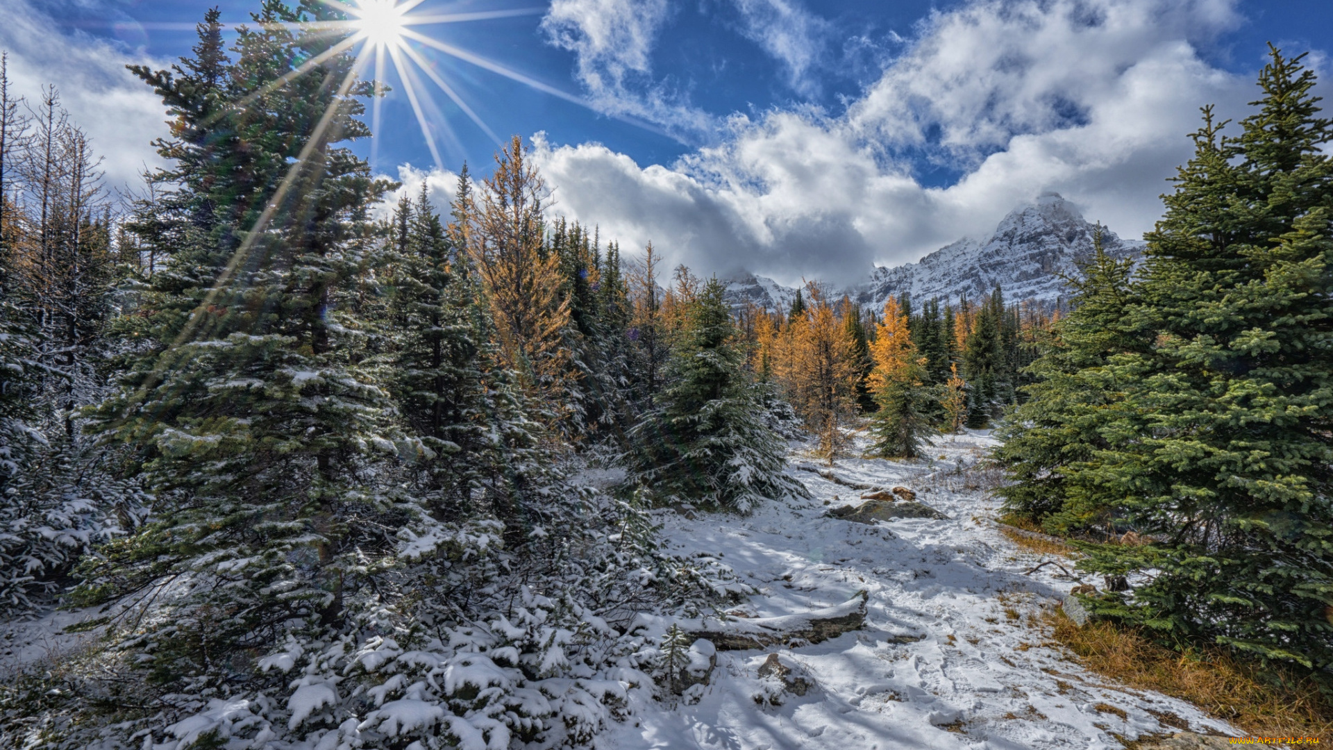 природа, лес, простор