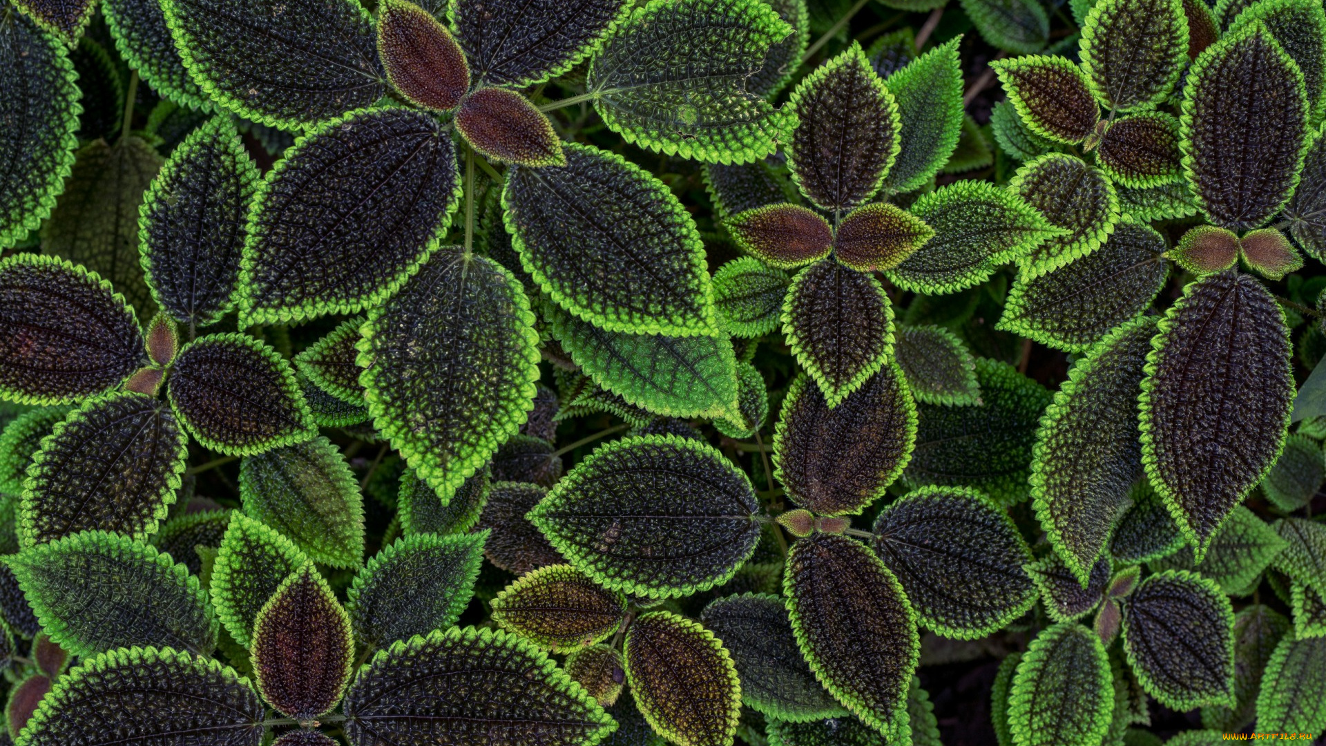 природа, листья, цветы, фон