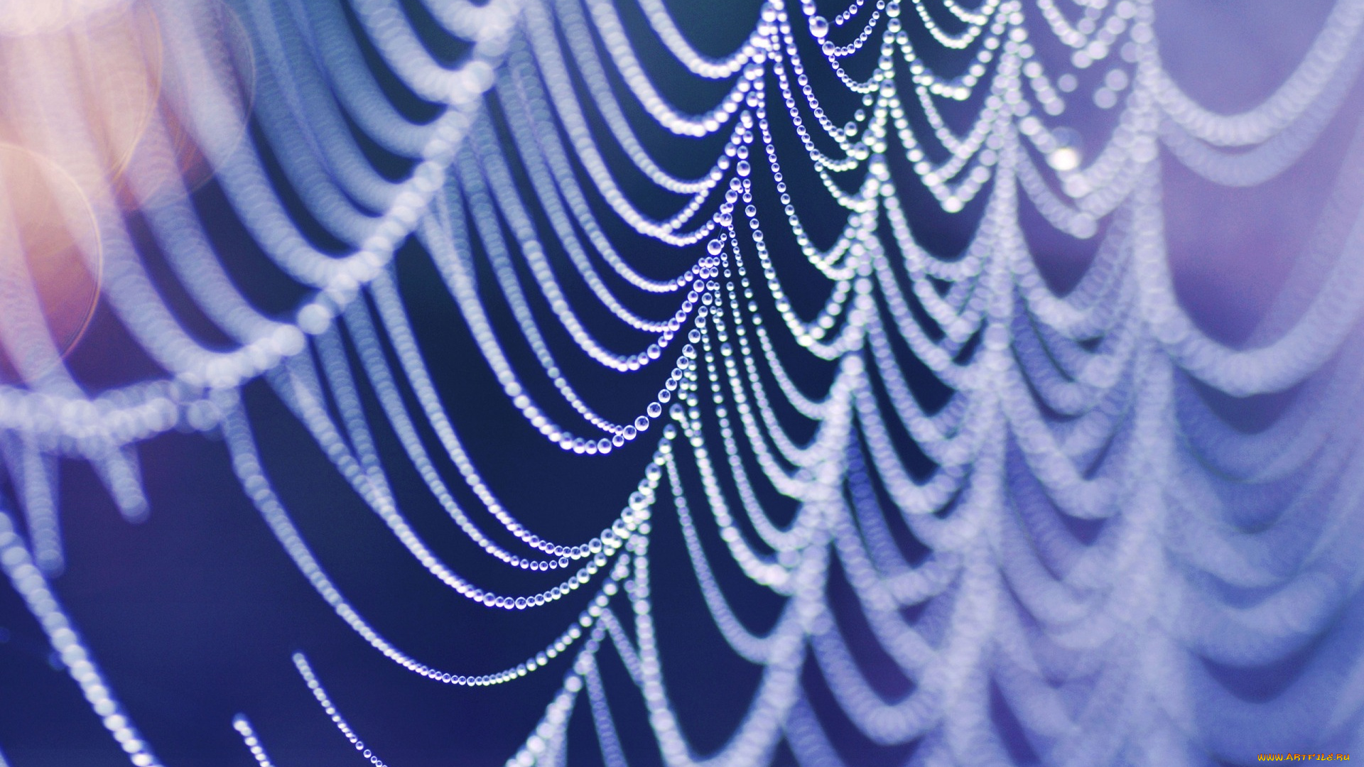 природа, макро, цвет, капли, блики, паутина, вода, свет