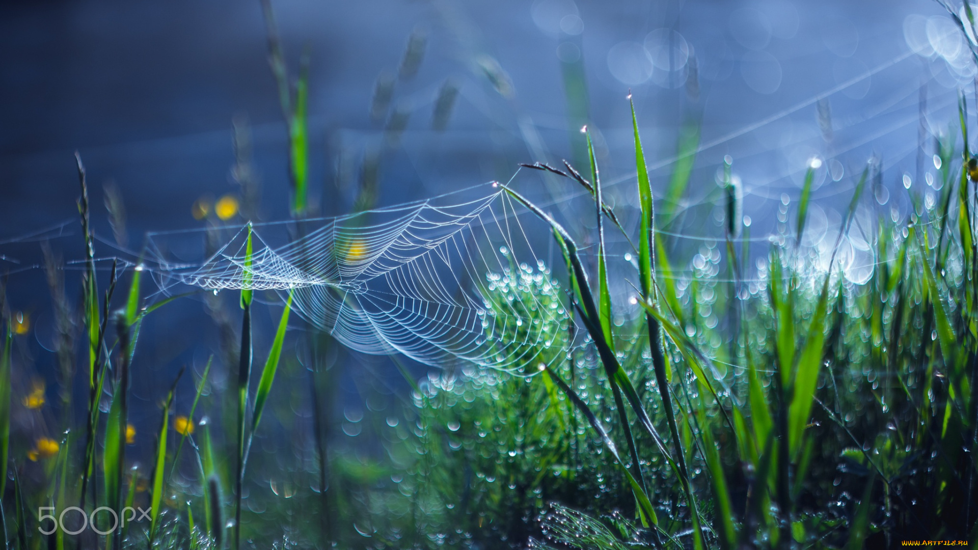 природа, макро, паутина