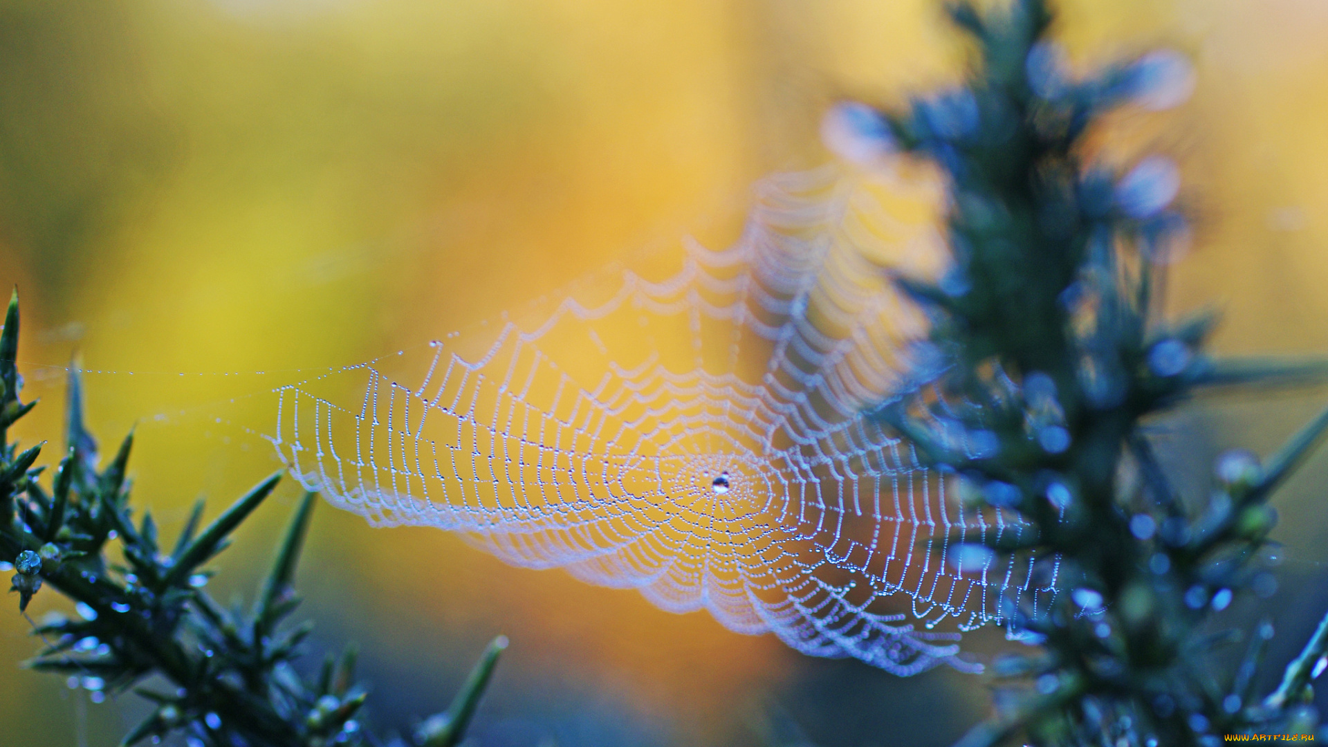 природа, макро, паутина