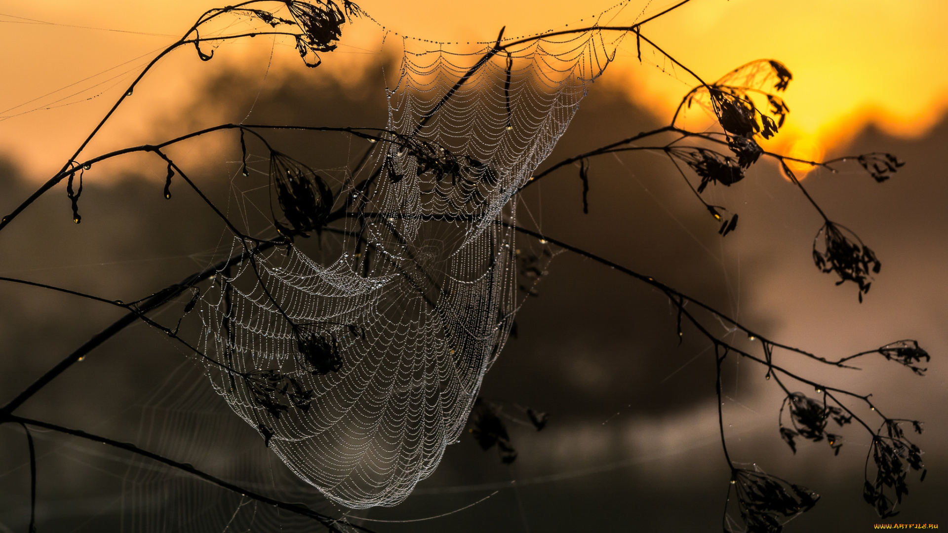 природа, макро, простор