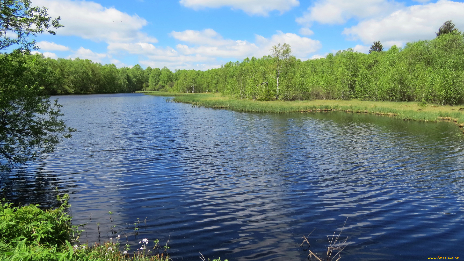 природа, реки, озера, деревья, река