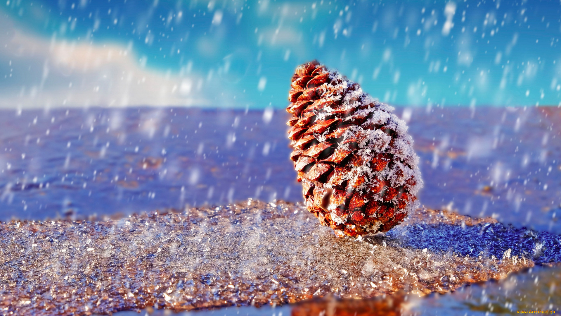 природа, шишки, , жёлуди, , каштаны, вода, снег, шишка