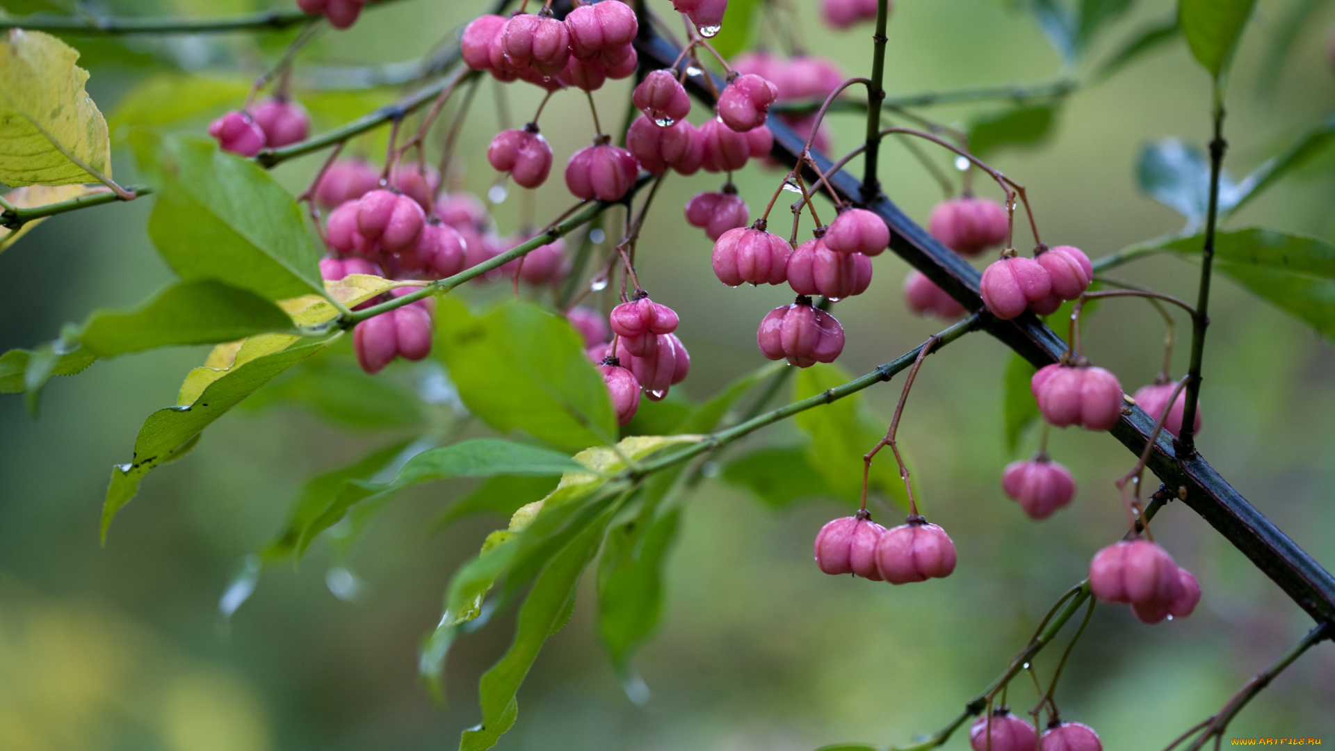 природа, Ягоды, капли, ветка, макро, дождь, листья