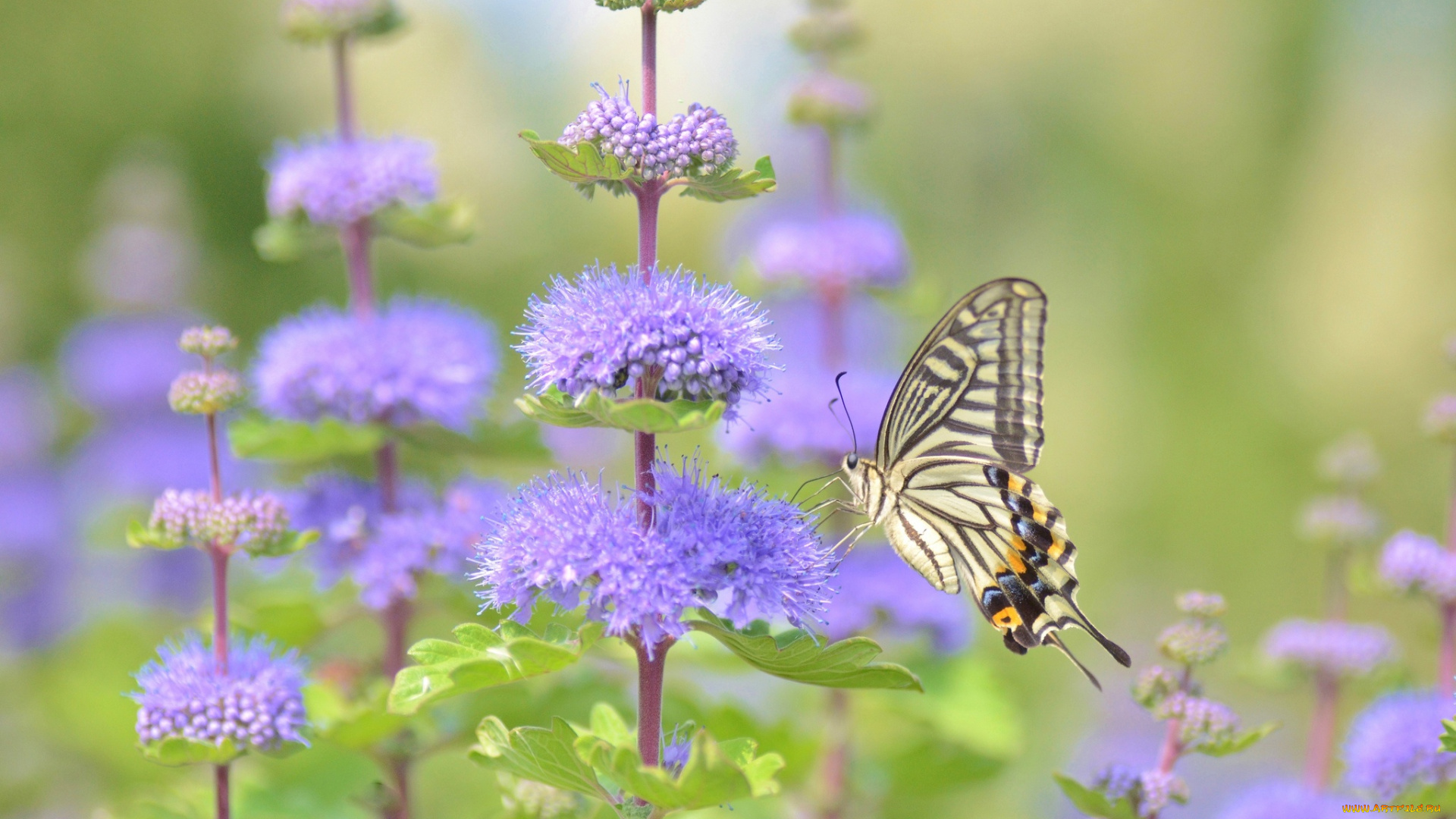 животные, бабочки, , мотыльки, , моли, цветы, макро