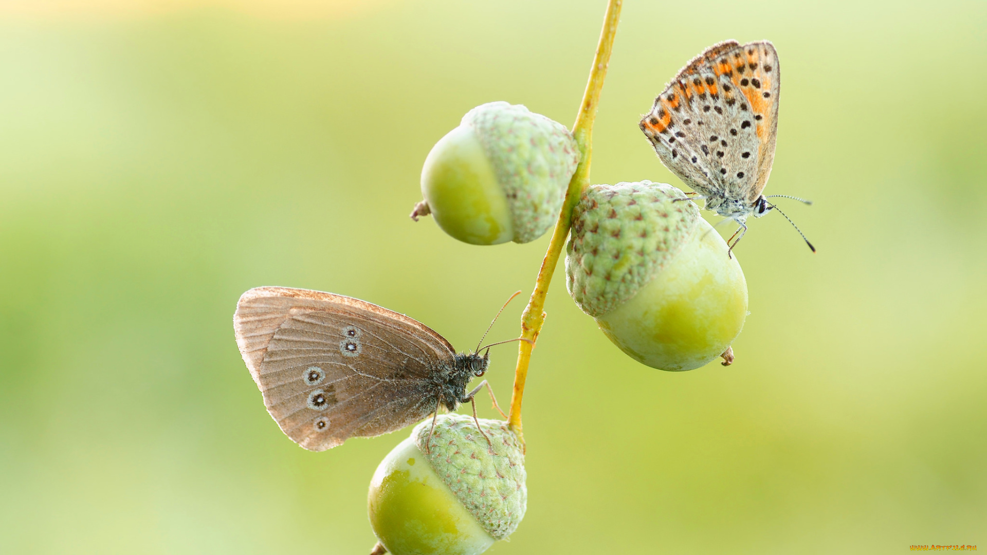 животные, бабочки, , мотыльки, , моли, фон, желуди, ветка