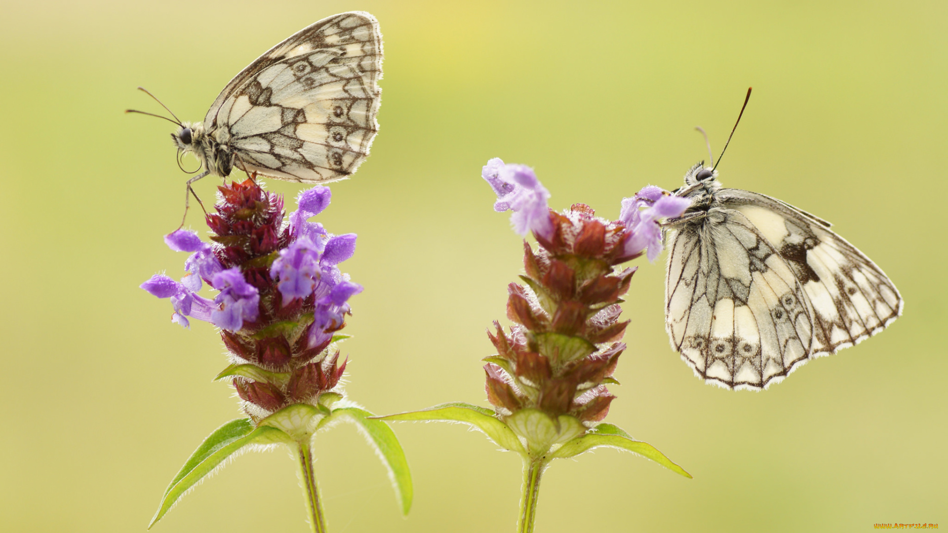 животные, бабочки, , мотыльки, , моли, пара, цветы