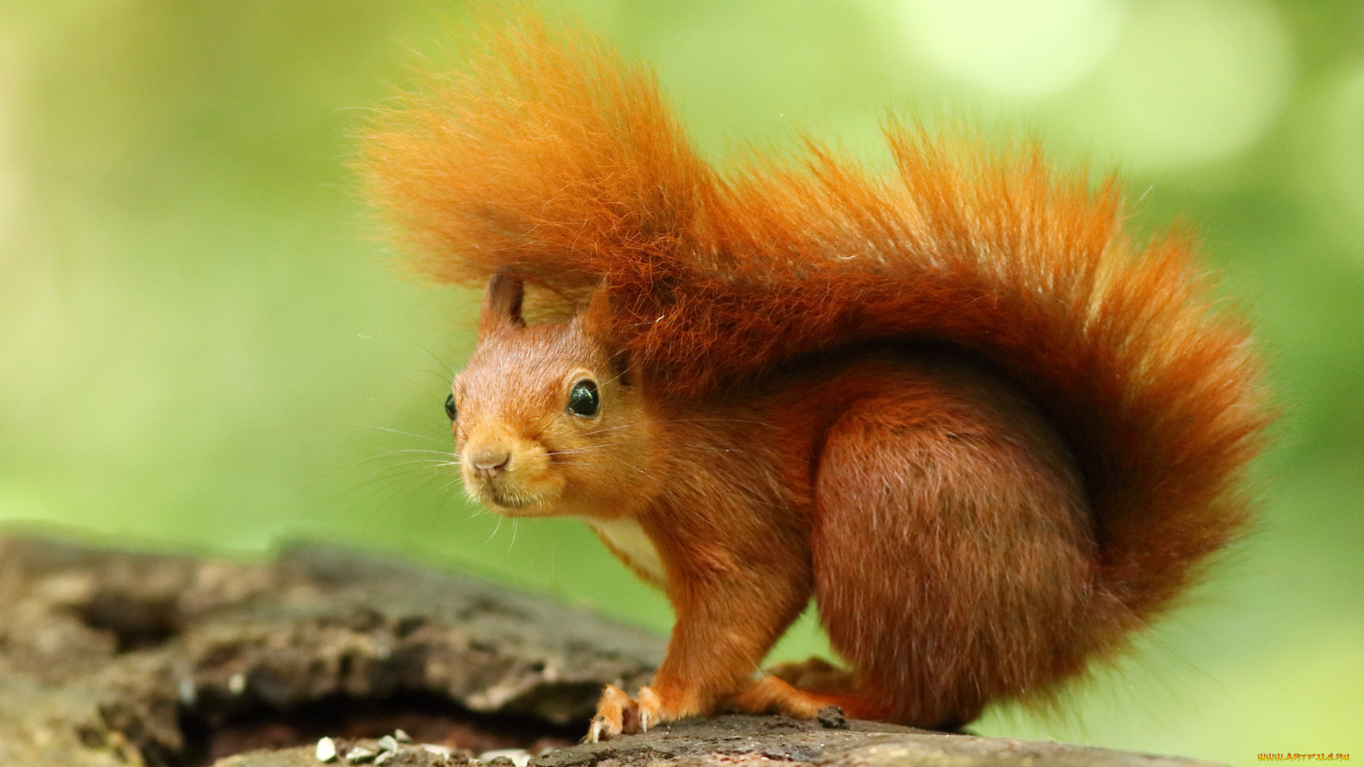 животные, белки, милашка, хвостик, лапки, ушка, белка