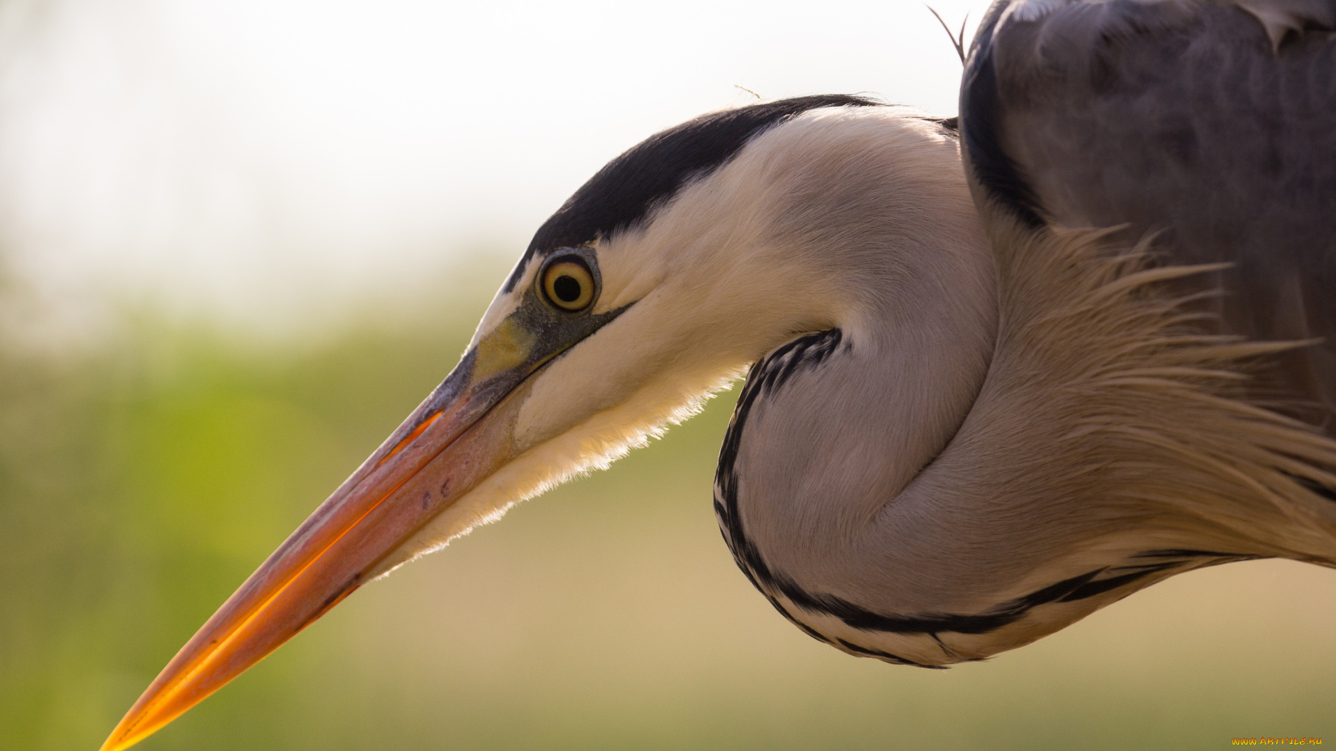 животные, Чайки, , бакланы, , крачки, цапля