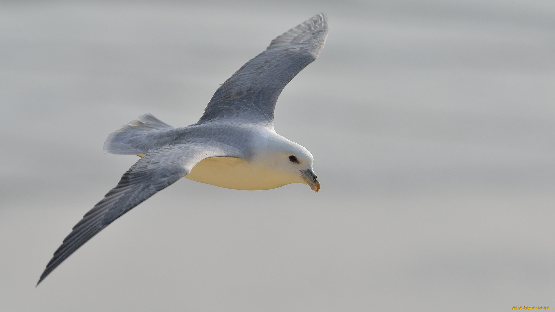 животные, Чайки, , бакланы, , крачки, чайка