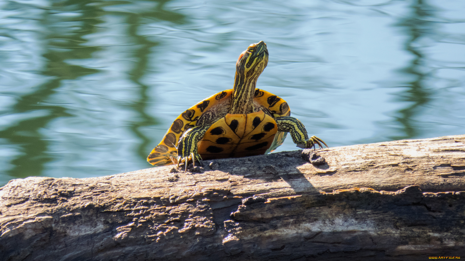 животные, Черепахи, черепаха