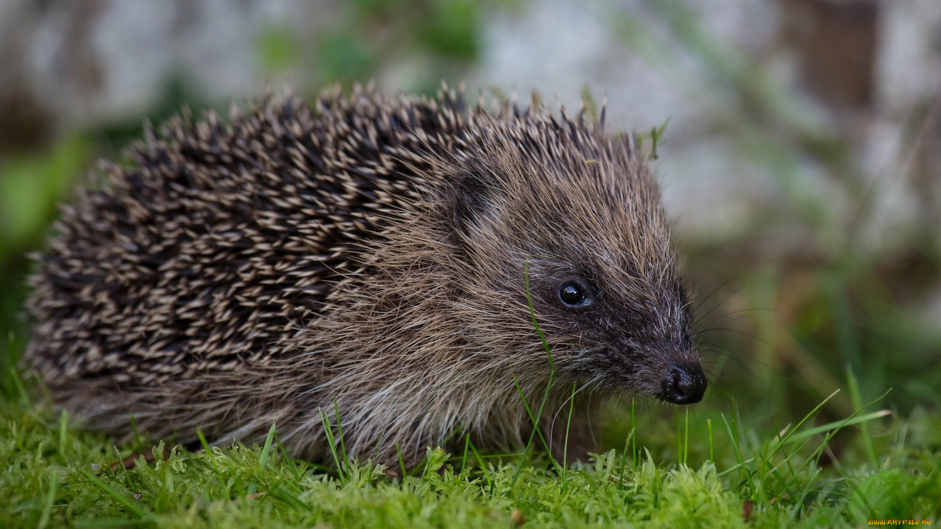 животные, ежи, растения