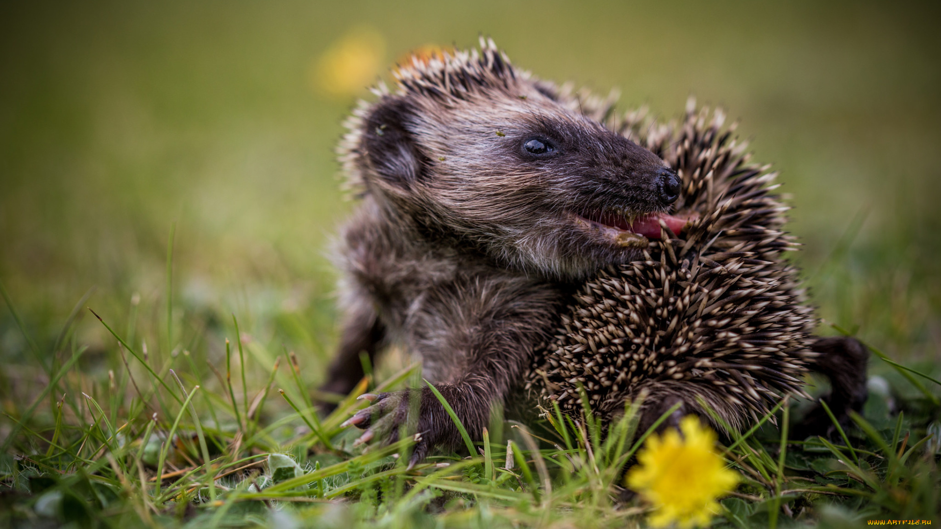 животные, ежи, трава, природа, ежик