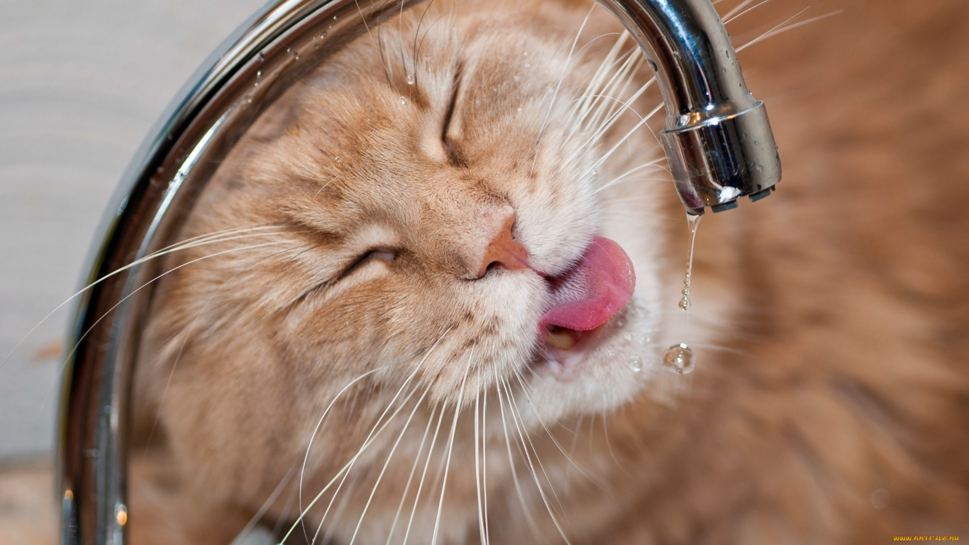 животные, коты, капля, морда