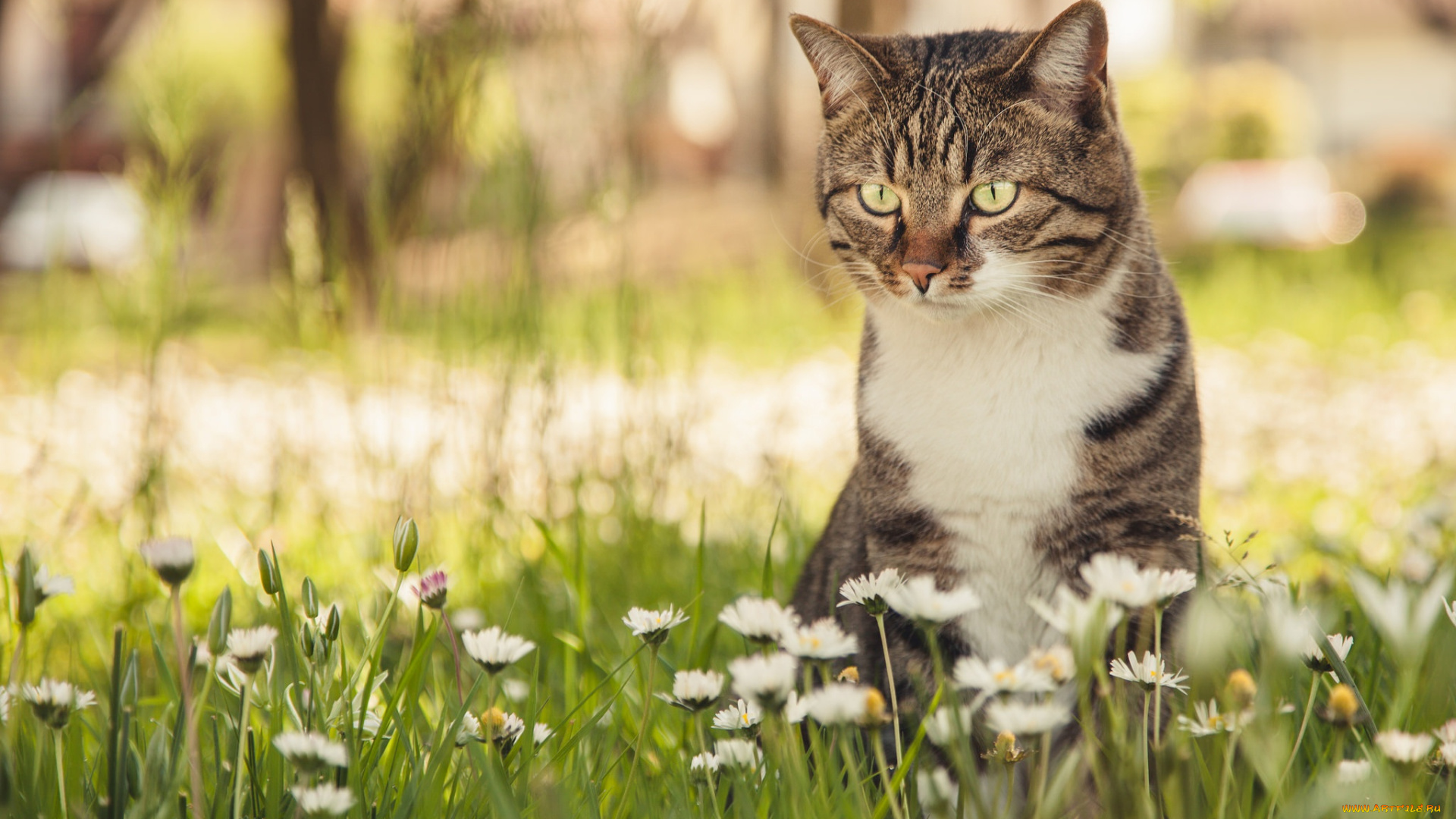 животные, коты, кошка, боке, цветы, маргаритки, кот