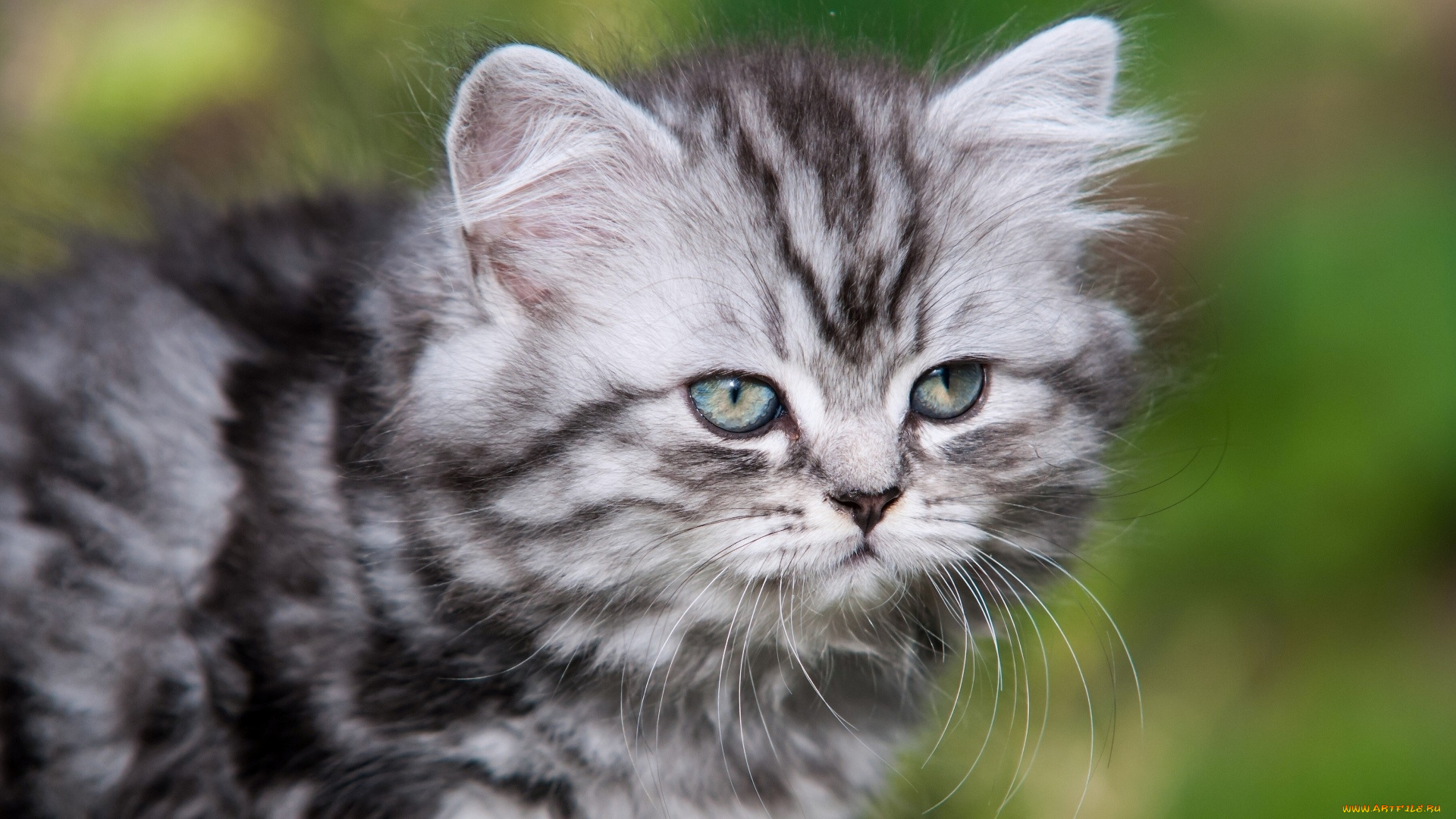 животные, коты, морда