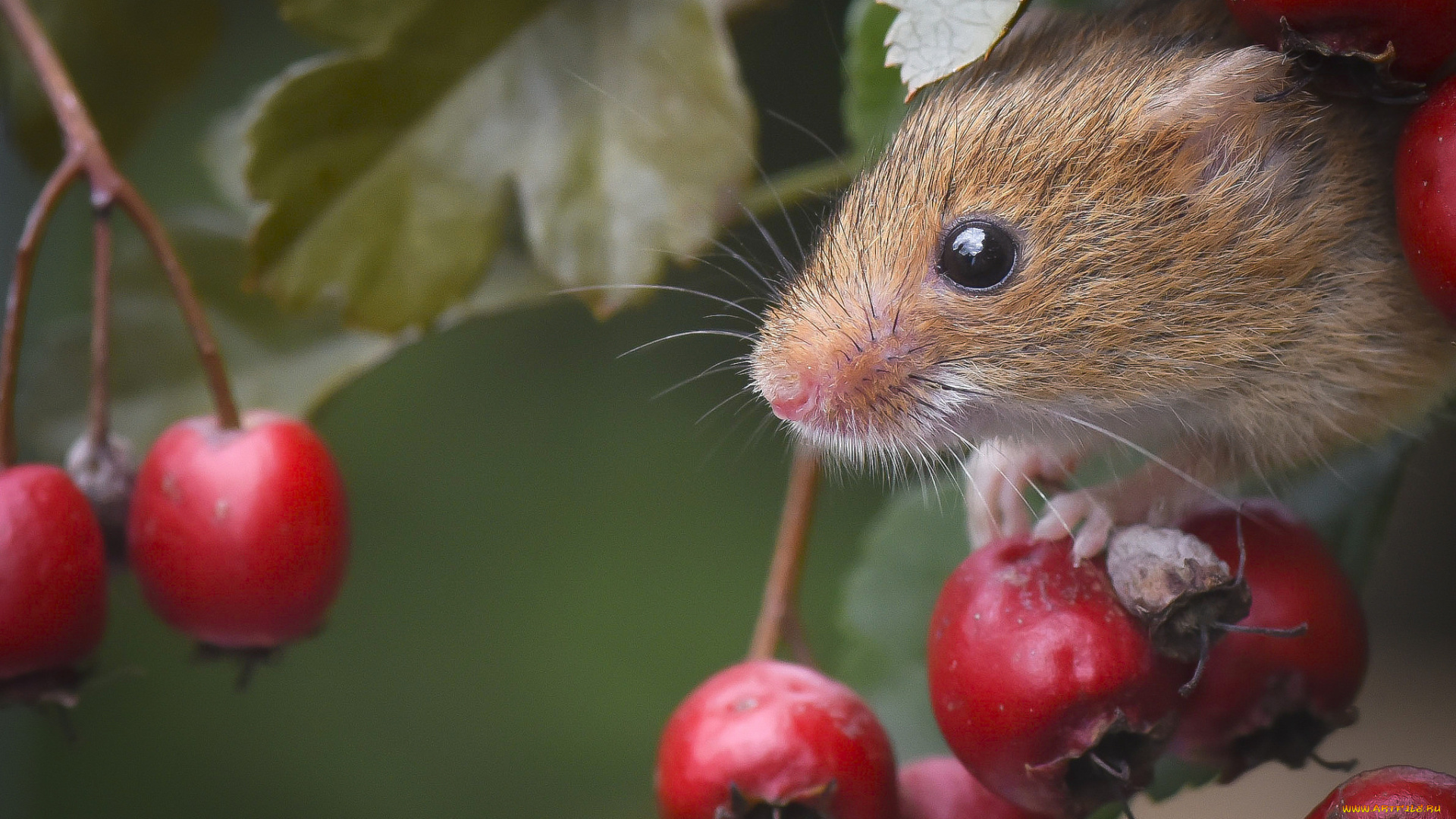 животные, крысы, , мыши, мышка
