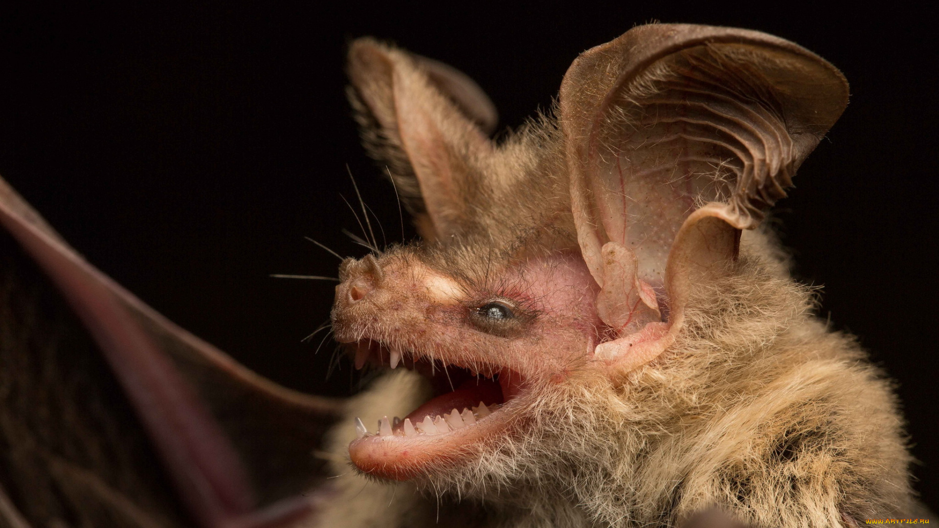 животные, летучие, мыши, вид, гладконосых, летучих, мышей, гладконос, гульда, австралия