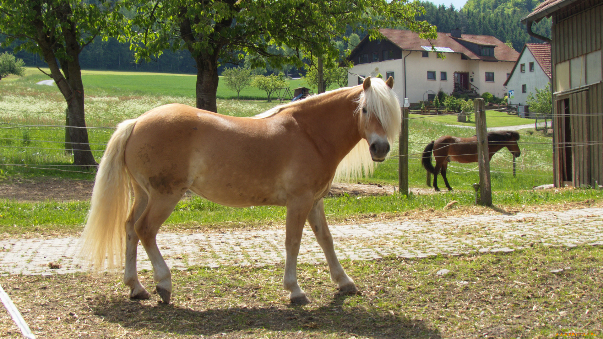 животные, лошади, лошадь