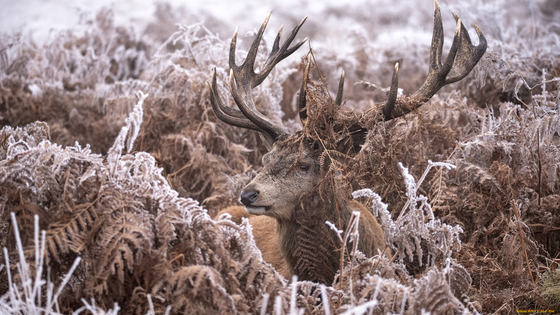 животные, олени, олень, природа, трава, иней, животное, снег, зима