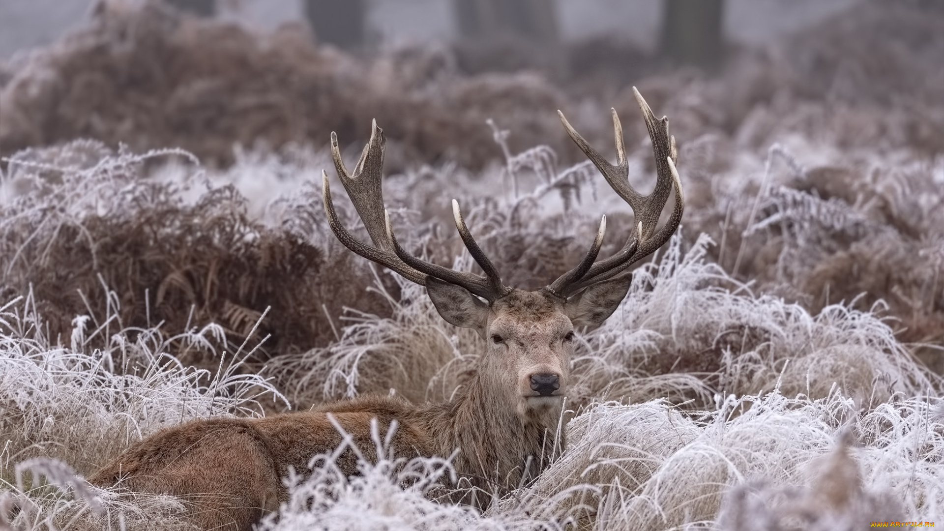 животные, олени, животное, снег, зима, природа, иней, трава, олень