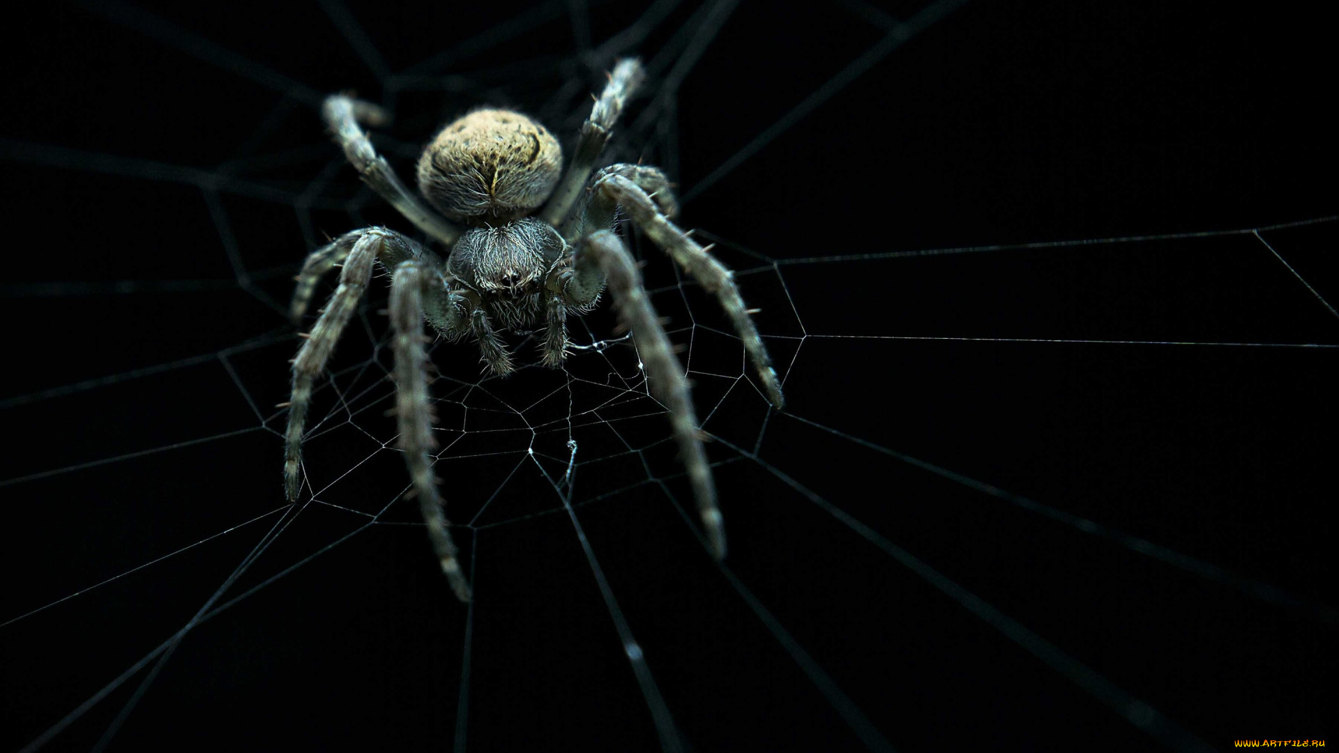 животные, пауки, spider, ambush, web