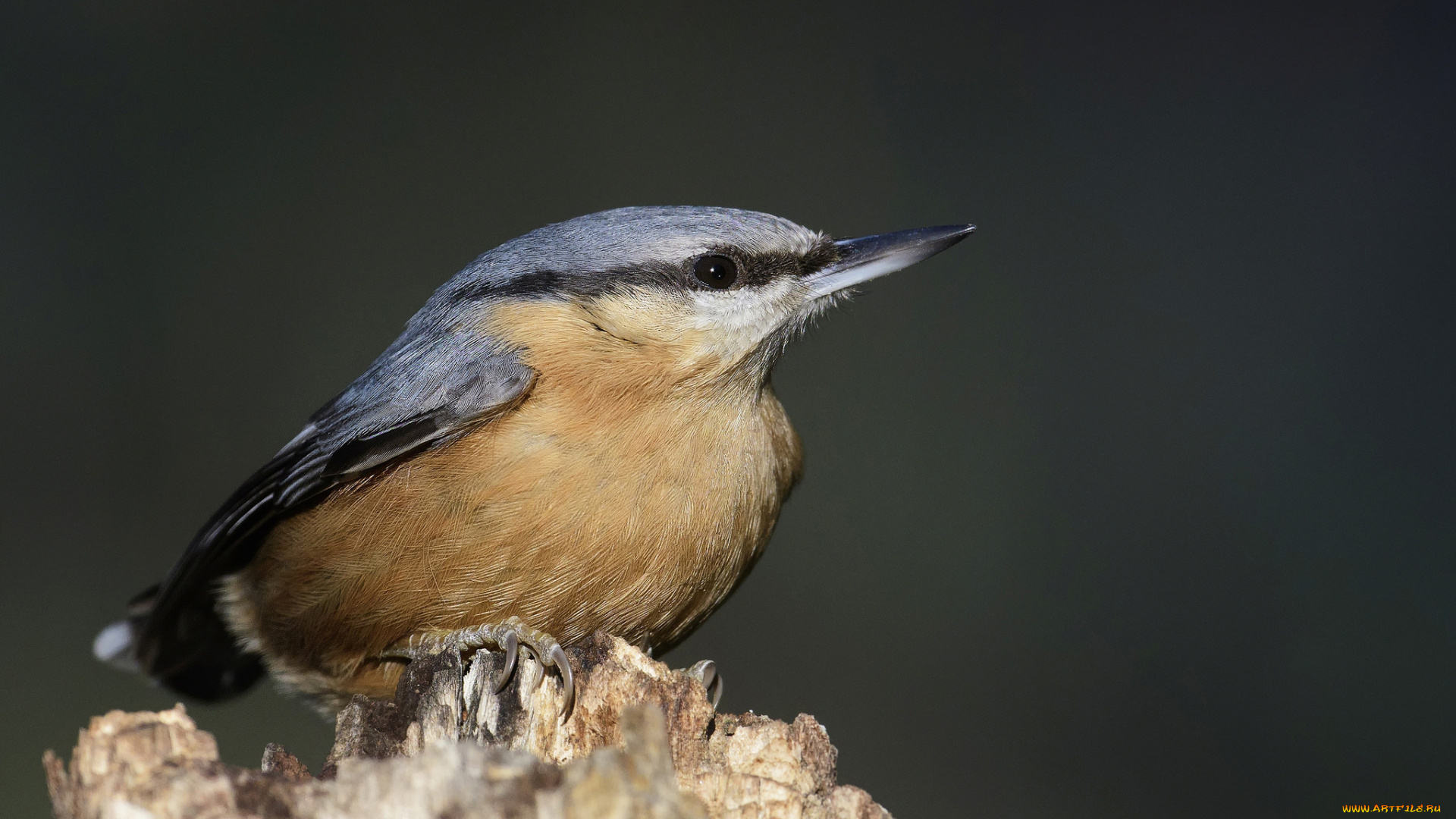 животные, поползни, птичка