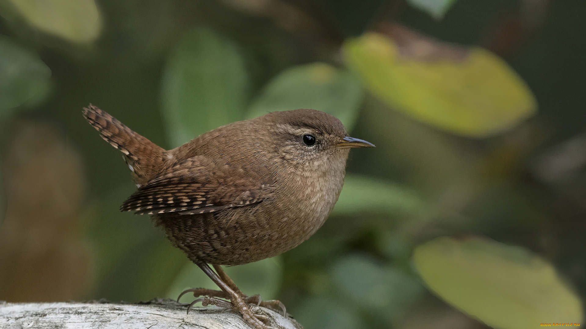 животные, птицы, птичка