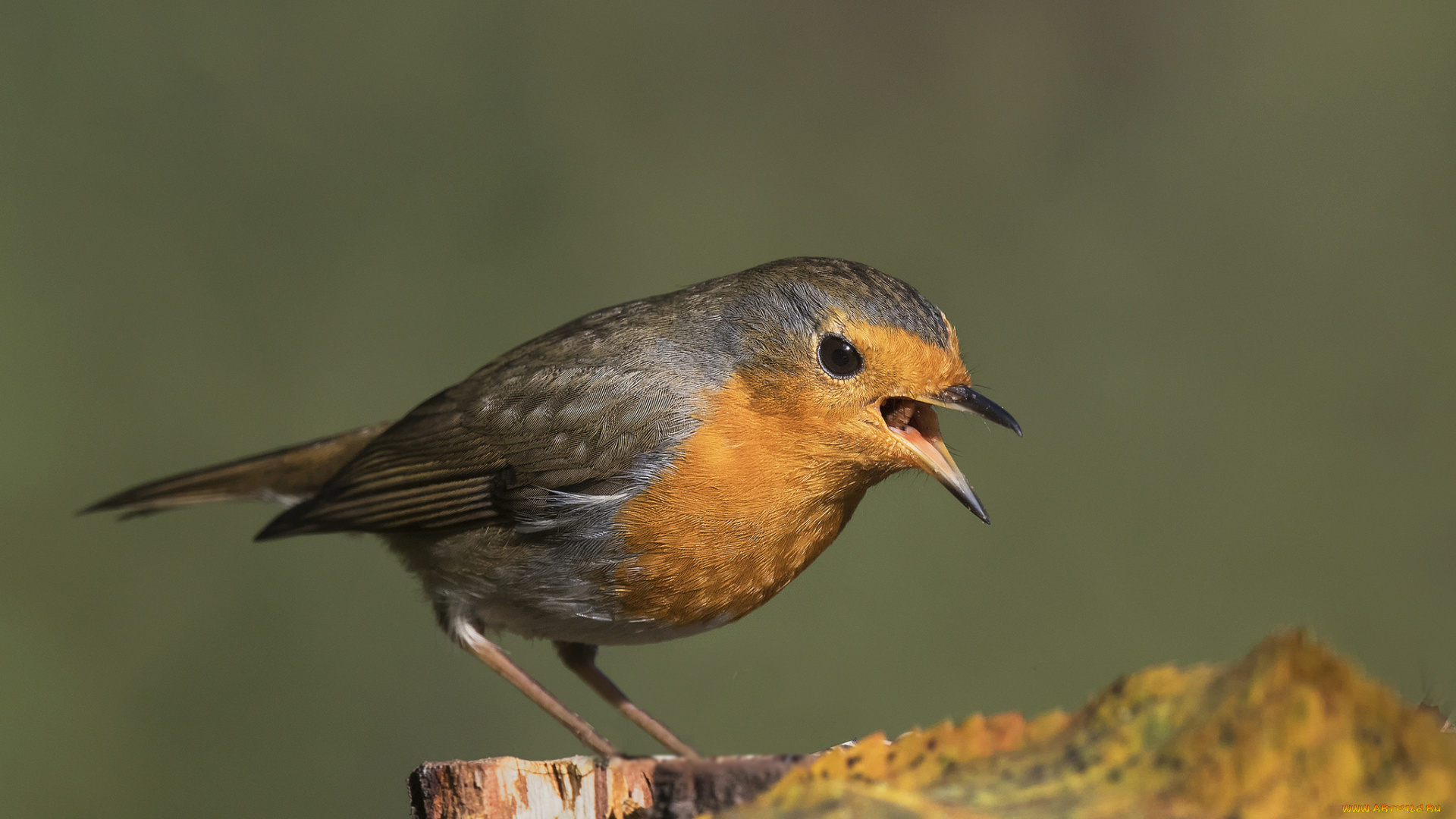 животные, птицы, птичка