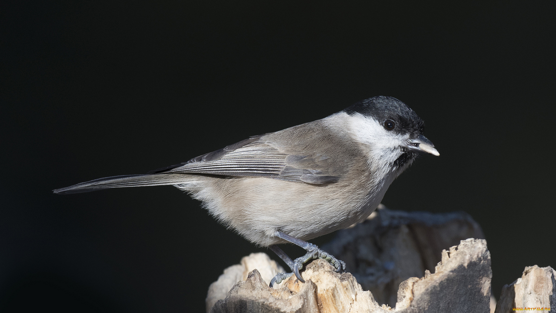 животные, птицы, птичка