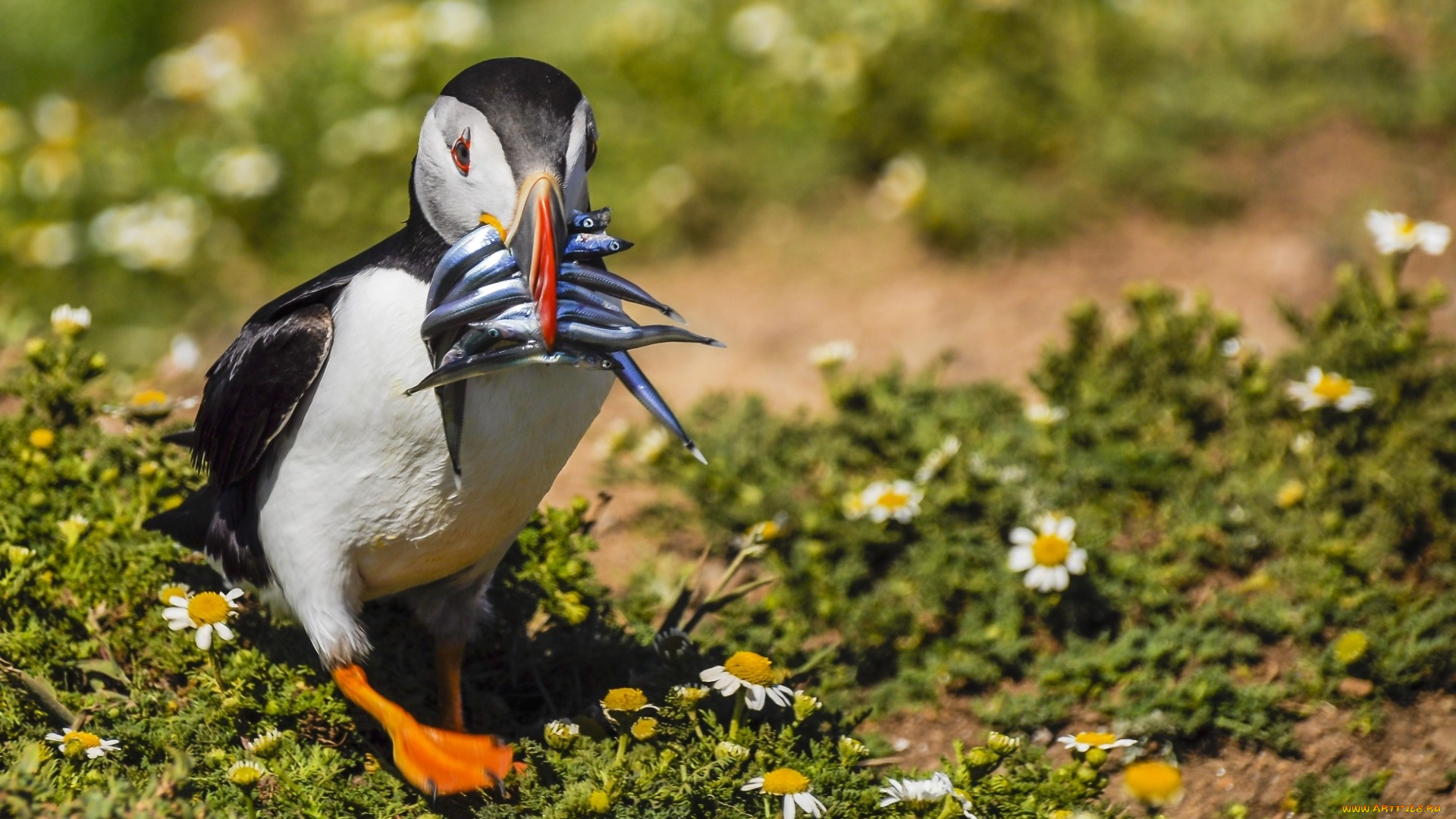 животные, птицы, рыба, цветы