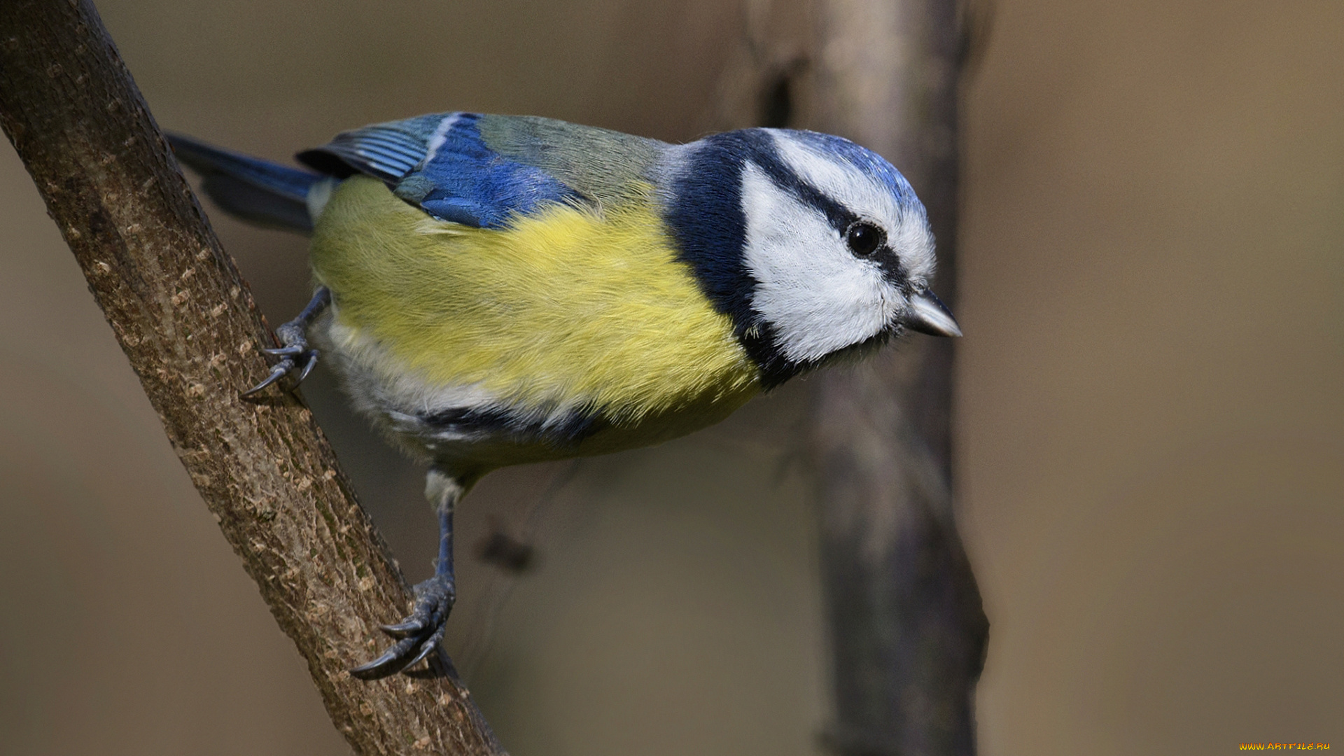 животные, синицы, , лазоревки, птичка