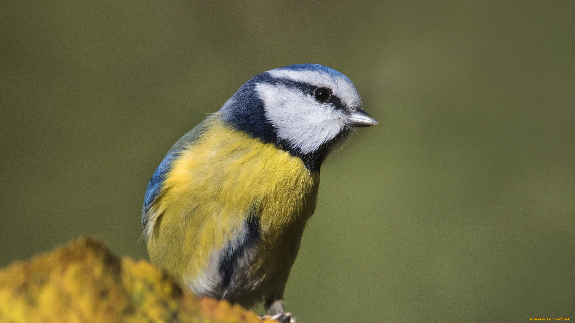 животные, синицы, , лазоревки, птичка