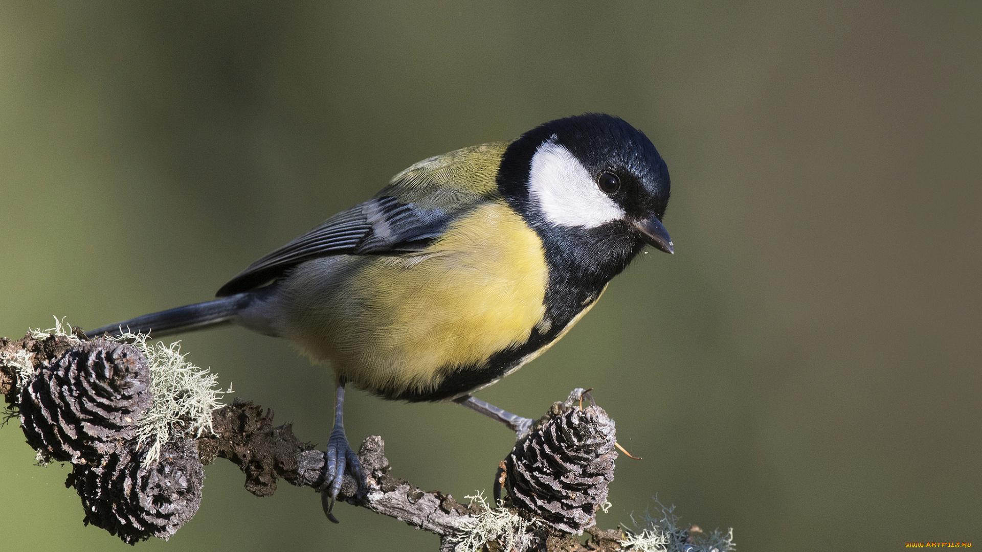 животные, синицы, , лазоревки, птичка