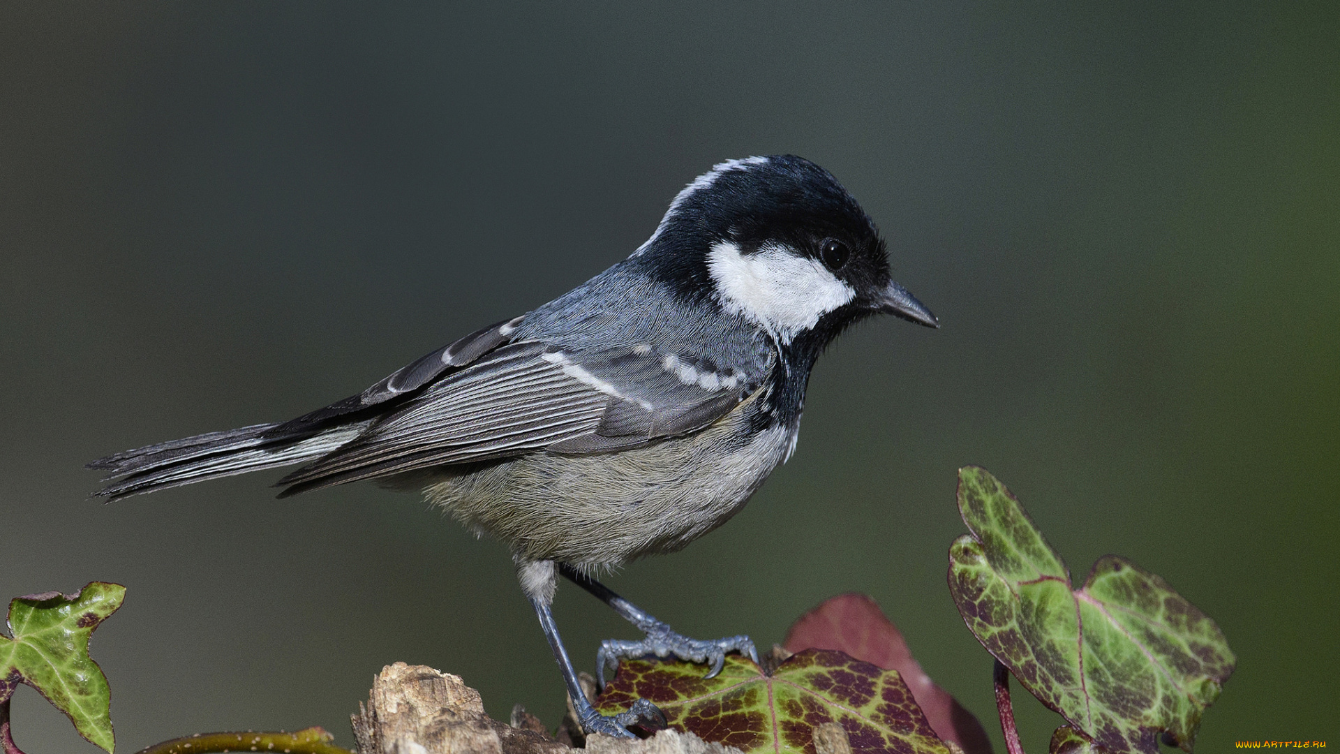 животные, синицы, , лазоревки, птичка