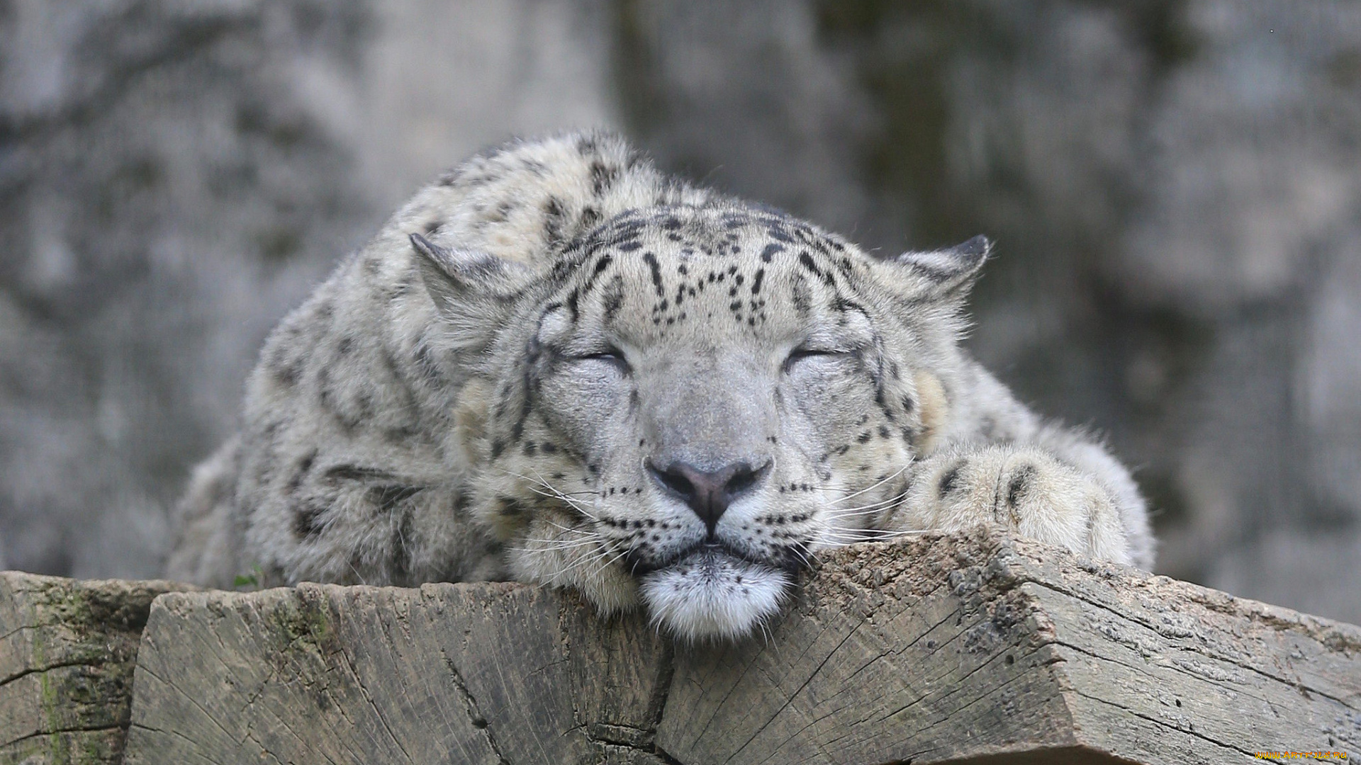 животные, снежный, барс, , ирбис, снежный, барс, морда, кошка