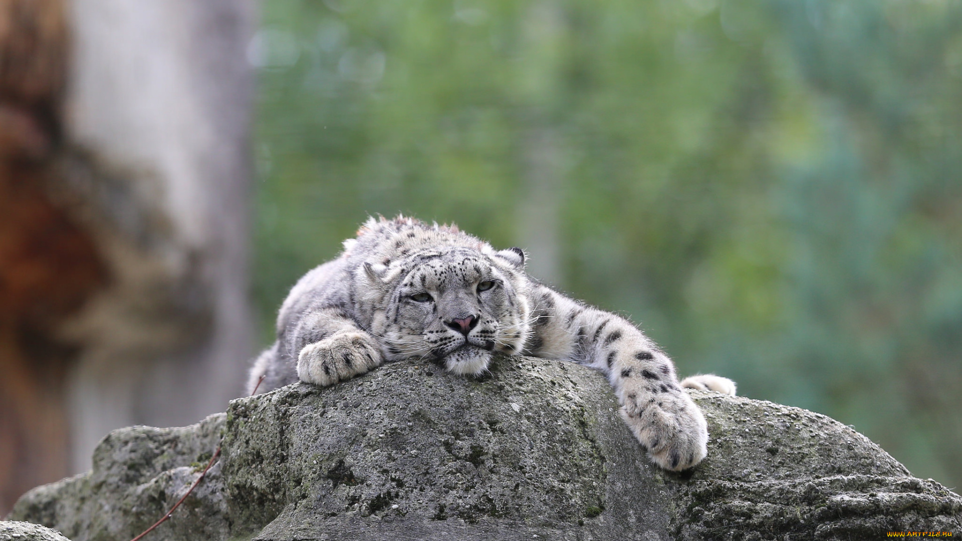 животные, снежный, барс, , ирбис, снежный, барс, камни, кошка, пара