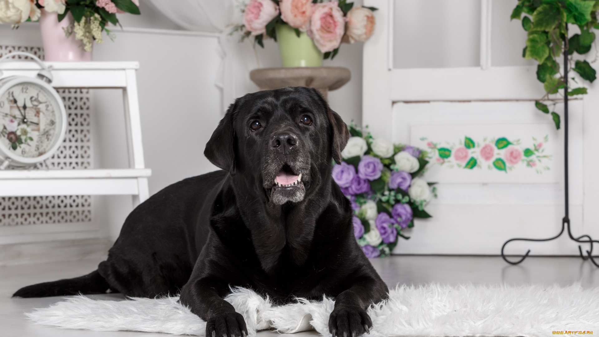 животные, собаки, цветы, мебель, собака, комната