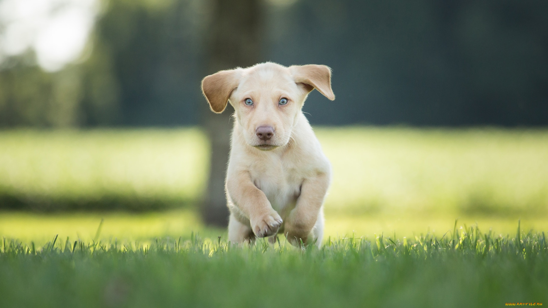 животные, собаки, пёсик, боке, трава, щенок, прогулка