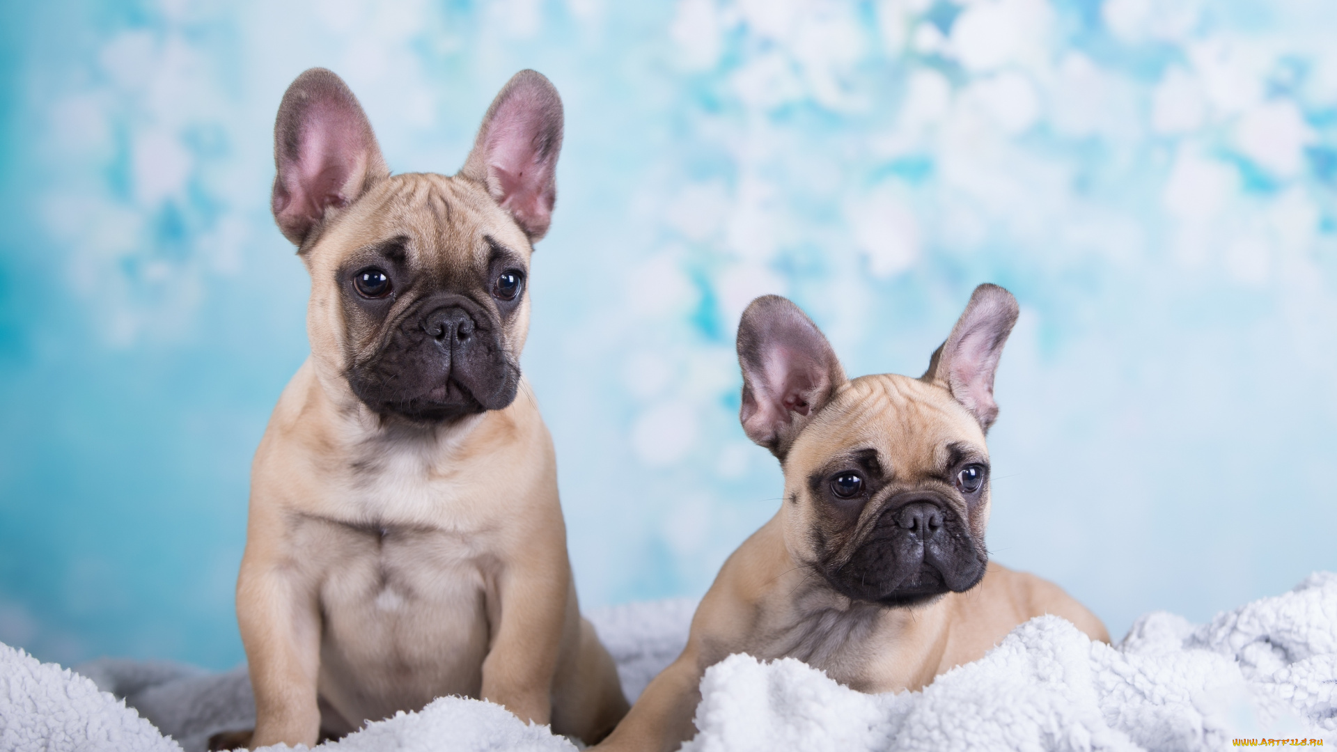 животные, собаки, щенки, фон, одеяло