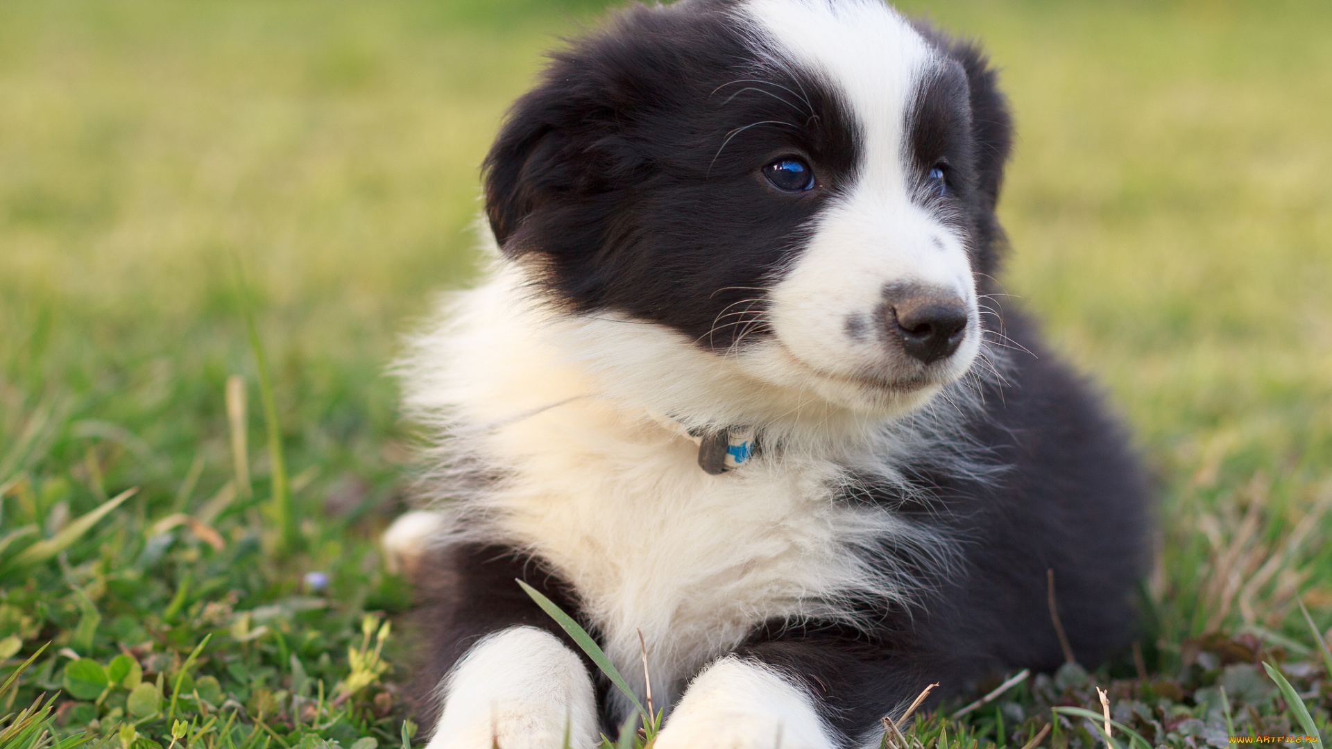 животные, собаки, щенок