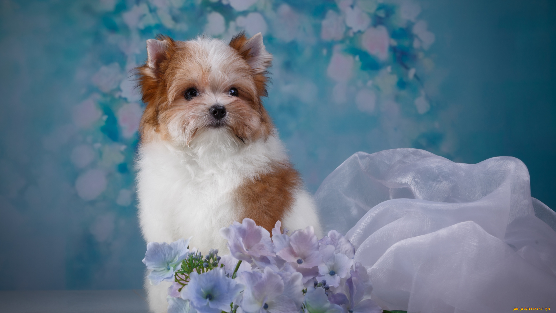 животные, собаки, щенок, животное, ткань, цветы, фон