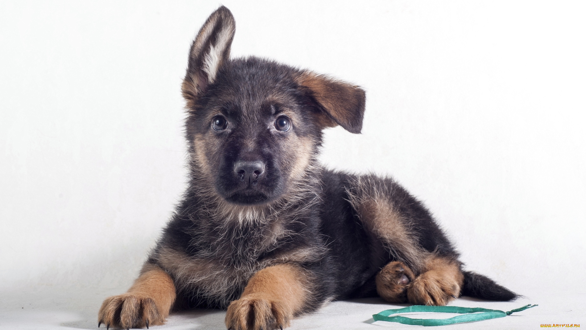 животные, собаки, забавный, немецкая, овчарка, щенок, уши