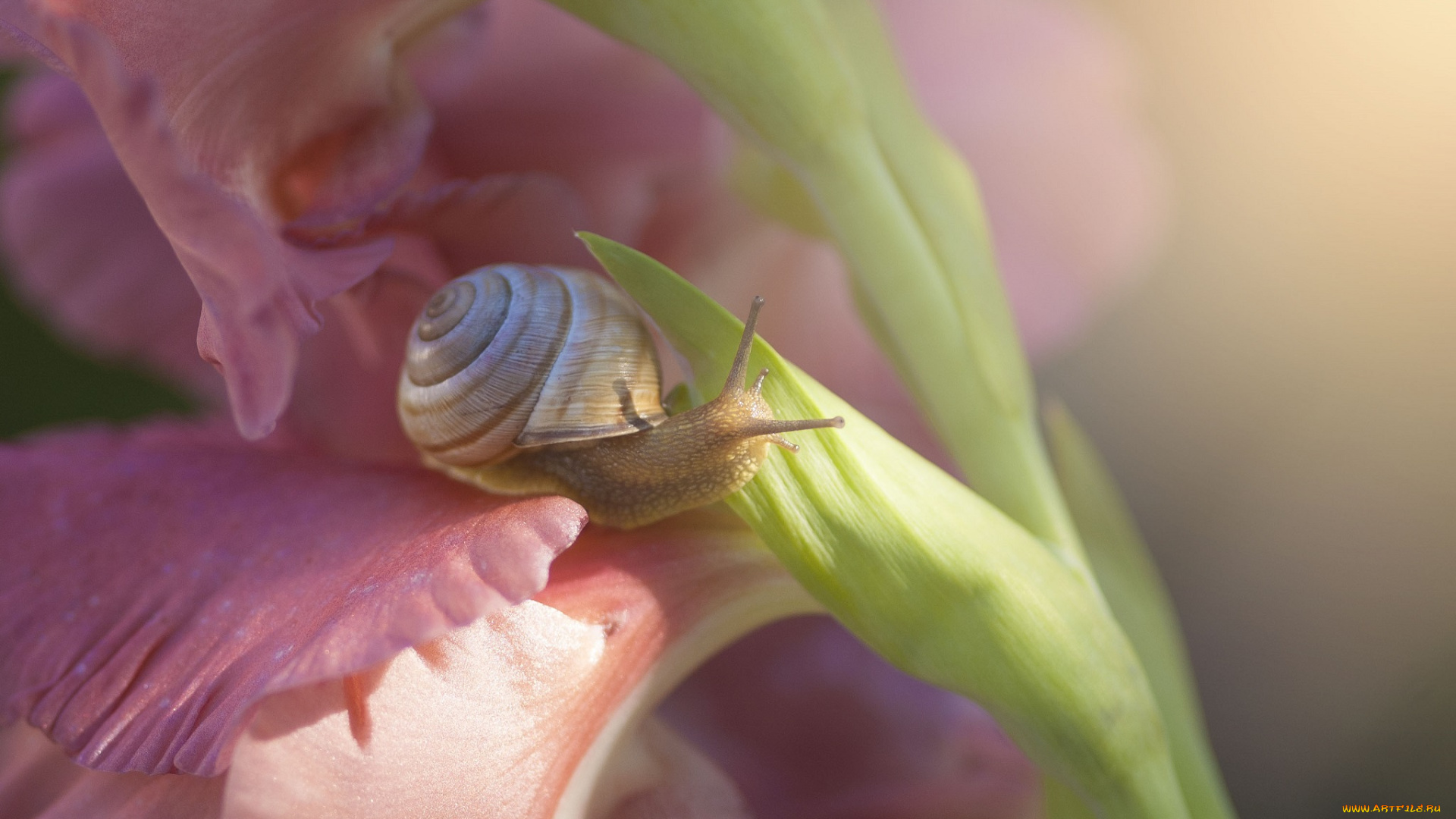 животные, улитки, гладиолус, цветы, цветок, улитка, макро