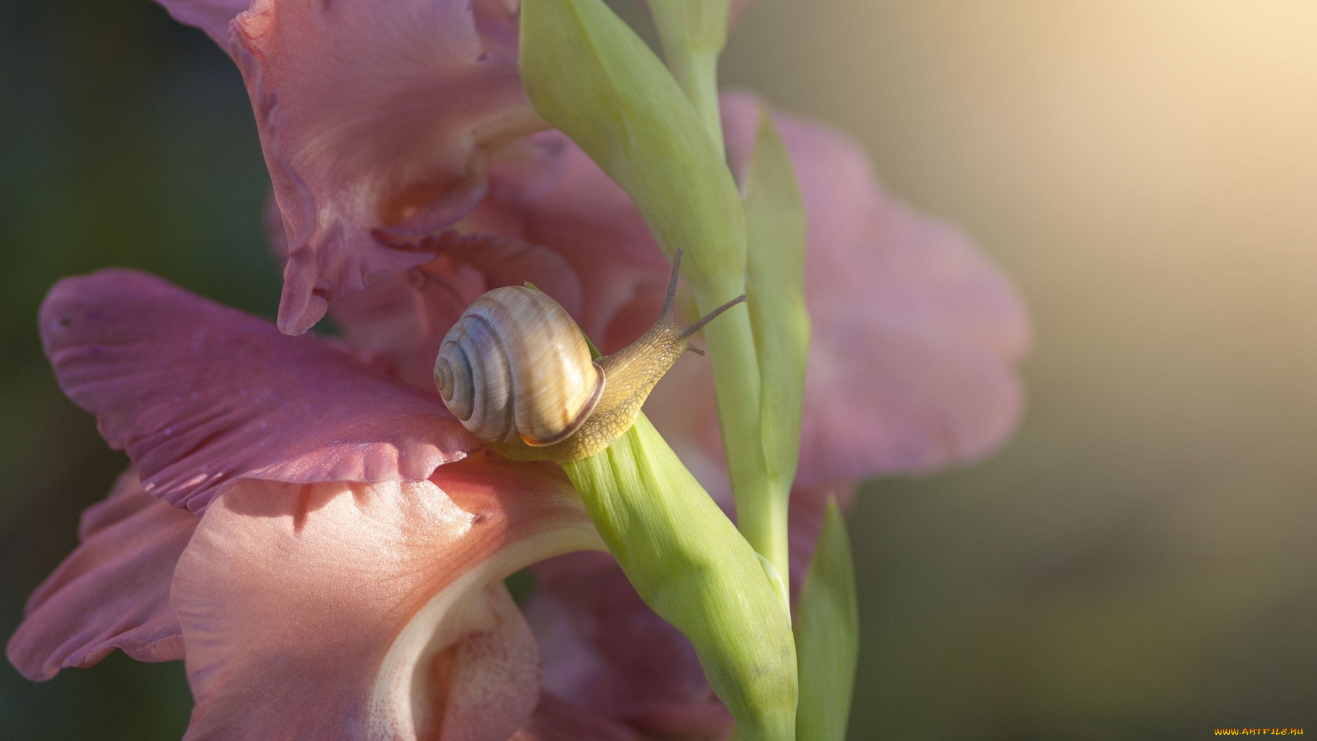 животные, улитки, макро, гладиолус, цветы, цветок, улитка