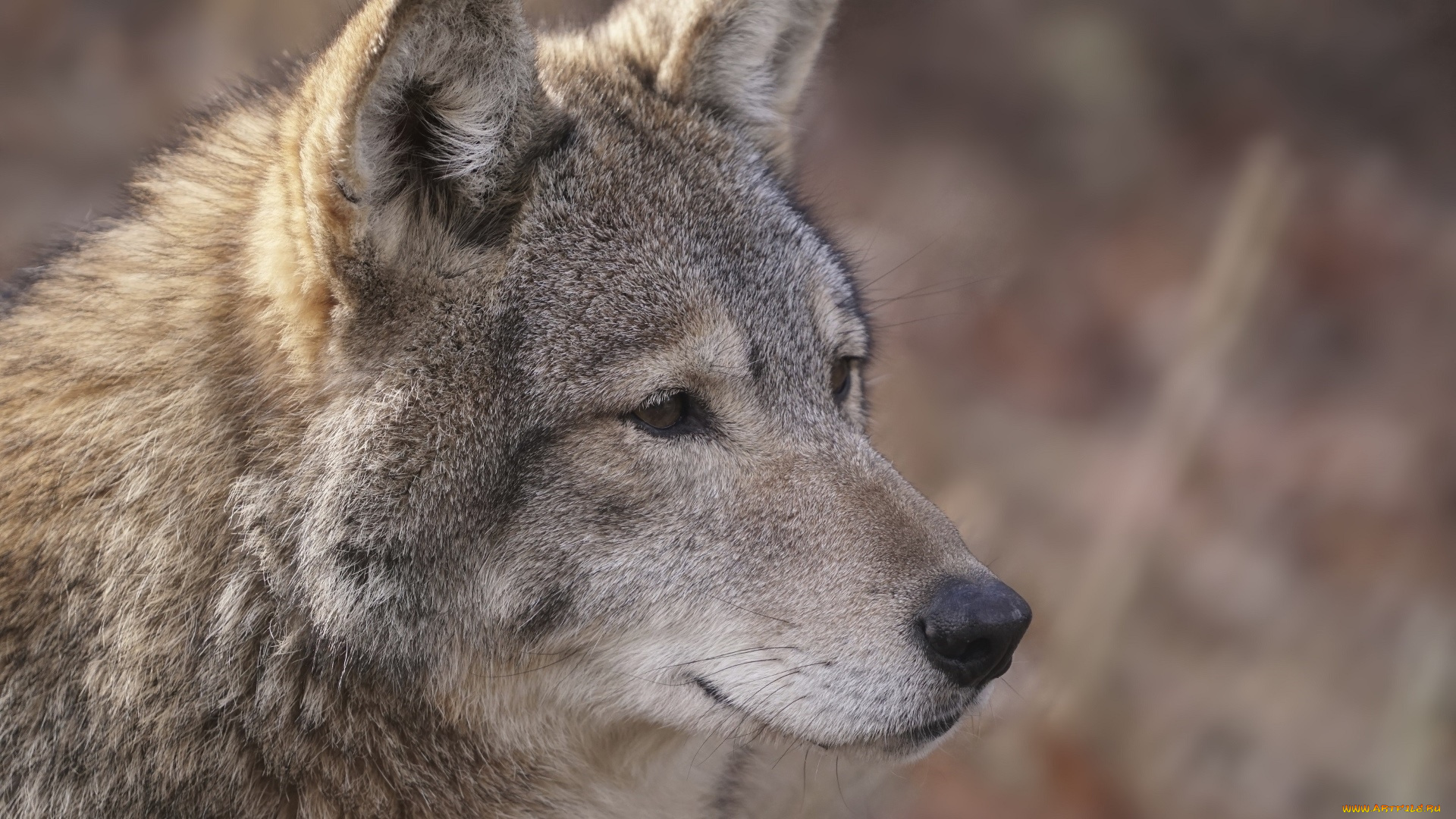 животные, волки, , койоты, , шакалы, профиль, морда