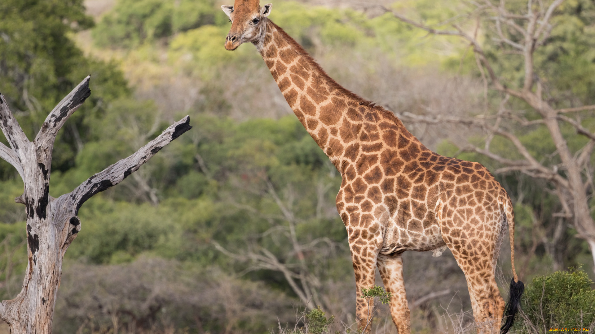 животные, жирафы, природа, животное, жираф, дерево